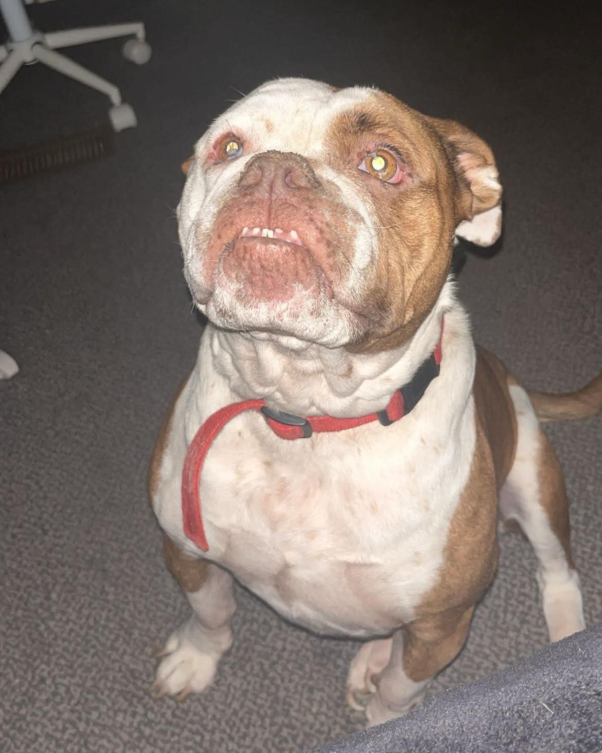 Leia -- Community Post, a ADOPTABLE American Bulldog in Floyd, VA image 1/5