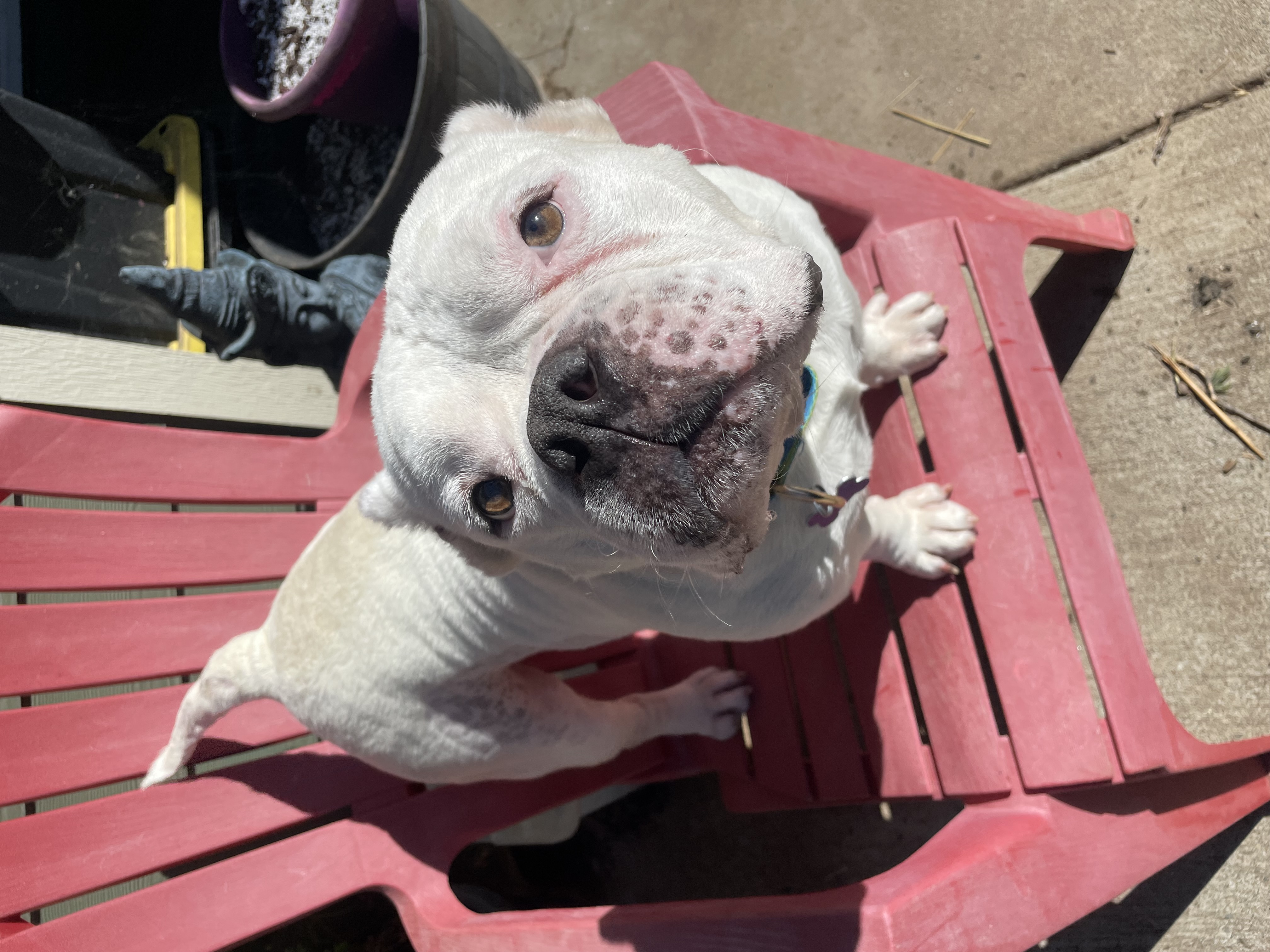 Enlarge Buddha, a Adoptable mixed breed in Sacramento, CA image 5/5