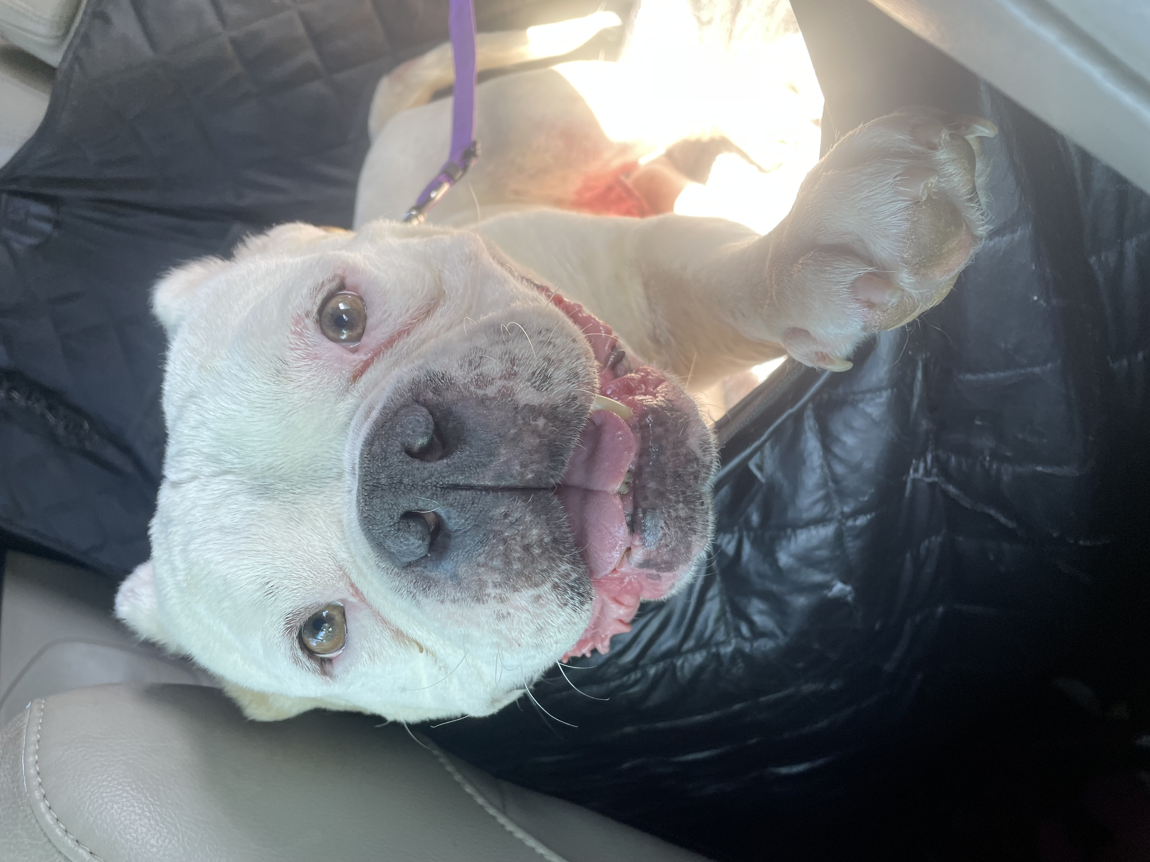 Enlarge Buddha, a Adoptable mixed breed in Sacramento, CA image 4/5