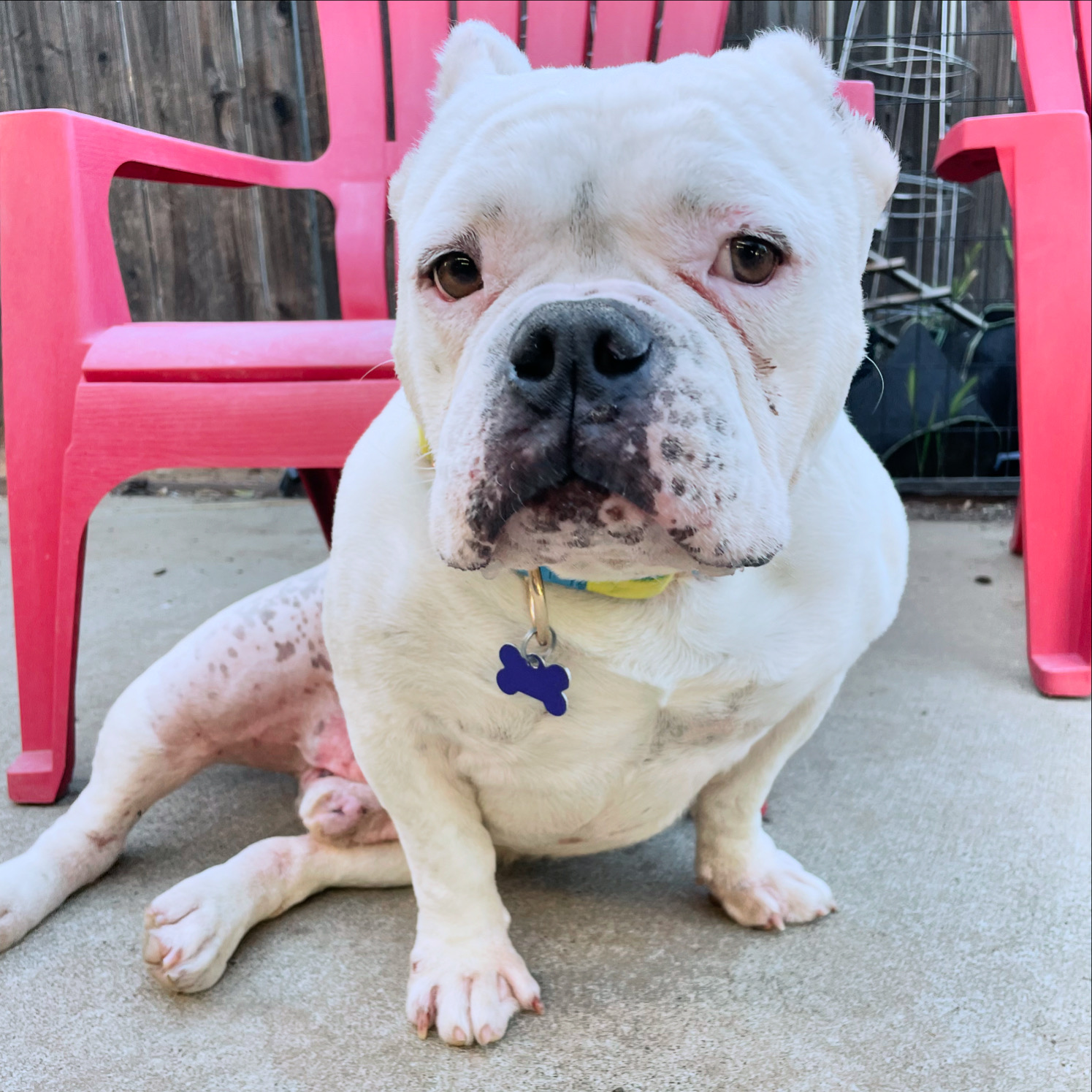 Enlarge Buddha, a Adoptable mixed breed in Sacramento, CA image 3/5