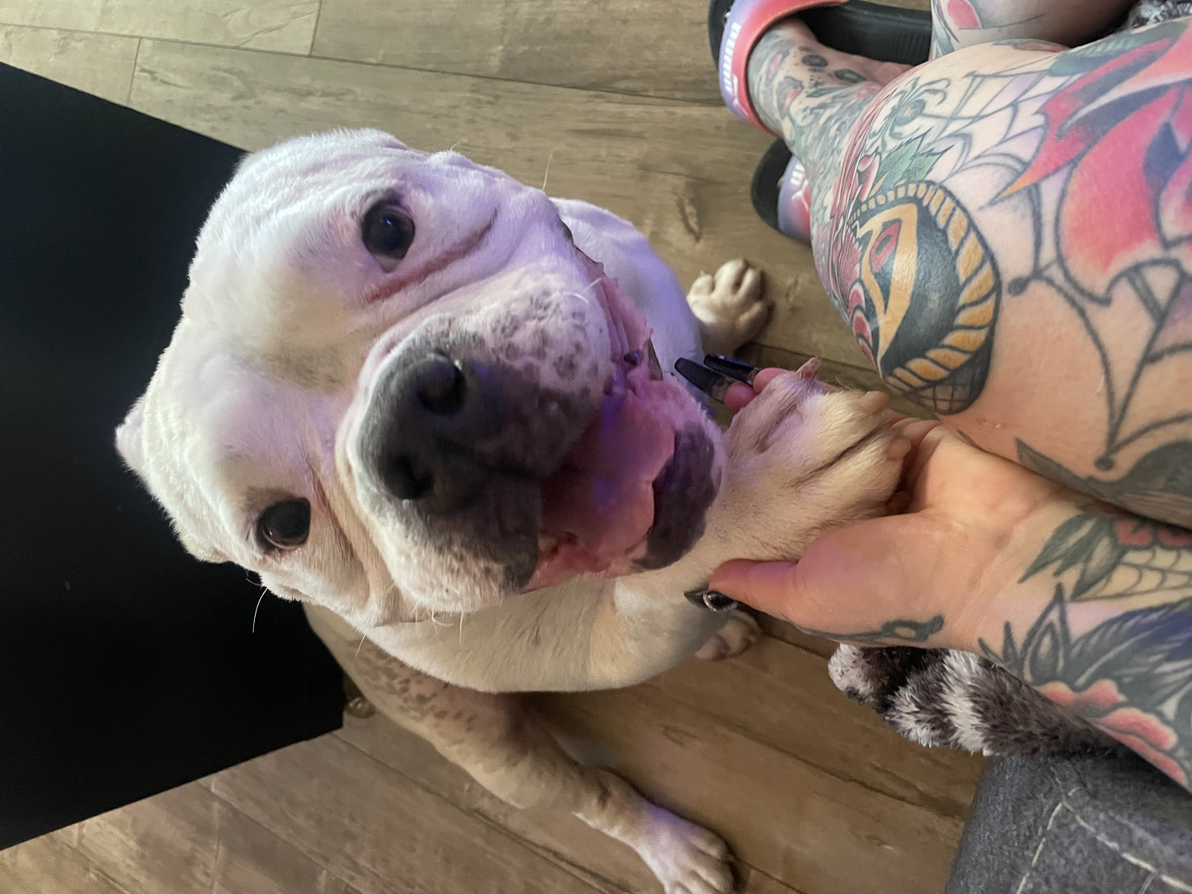 Enlarge Buddha, a Adoptable mixed breed in Sacramento, CA image 1/5