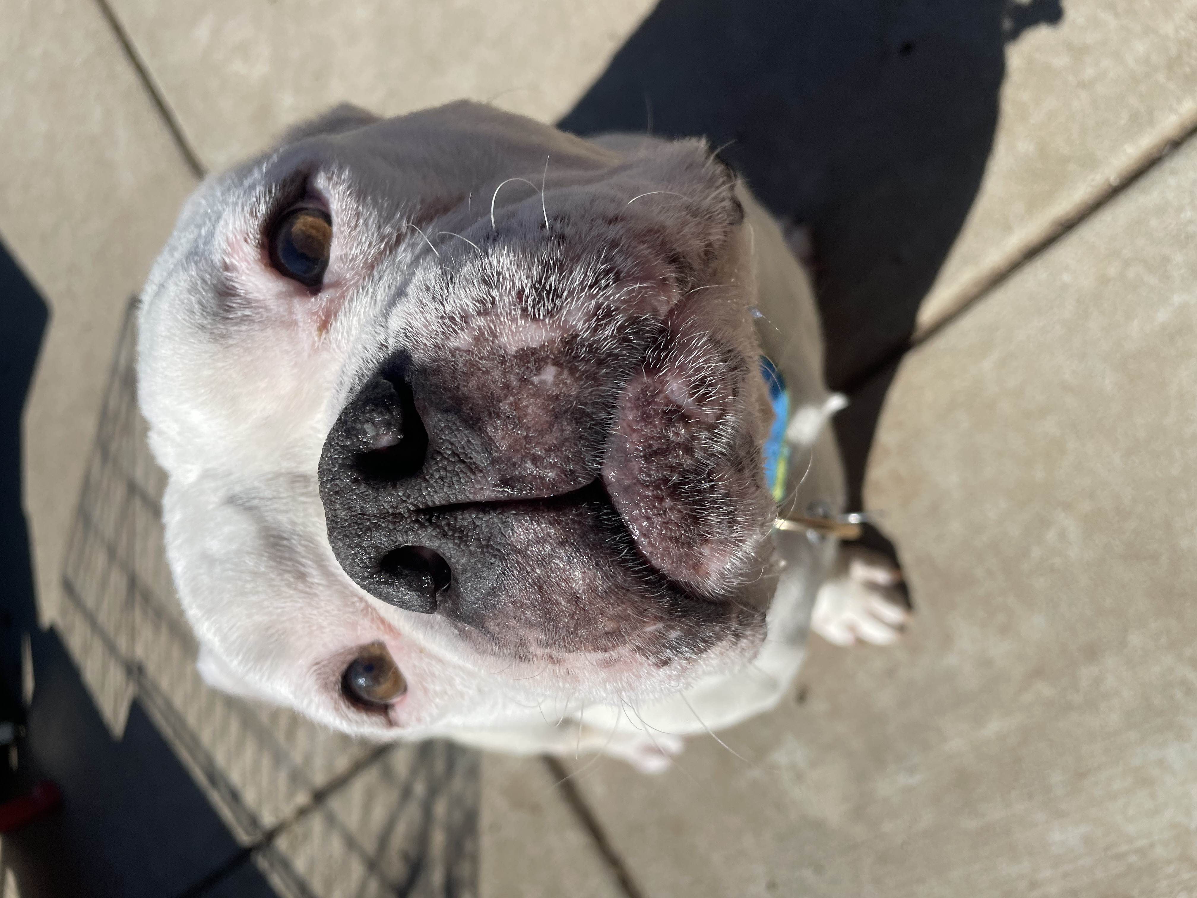 Enlarge Buddha, a Adoptable mixed breed in Sacramento, CA image 2/5