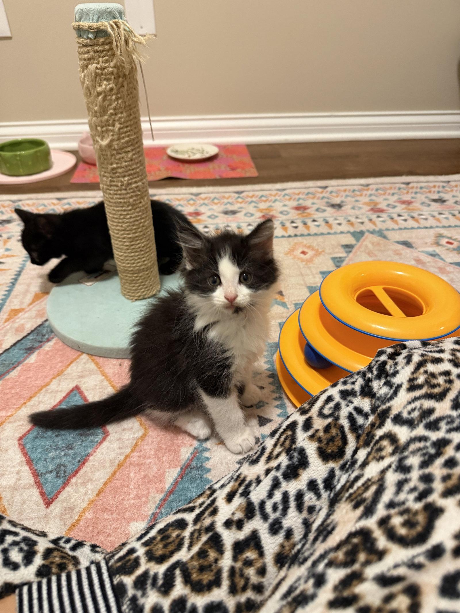 Enlarge Tinky Winky, a Adopted Domestic Long Hair in Georgetown, KY image 1/3