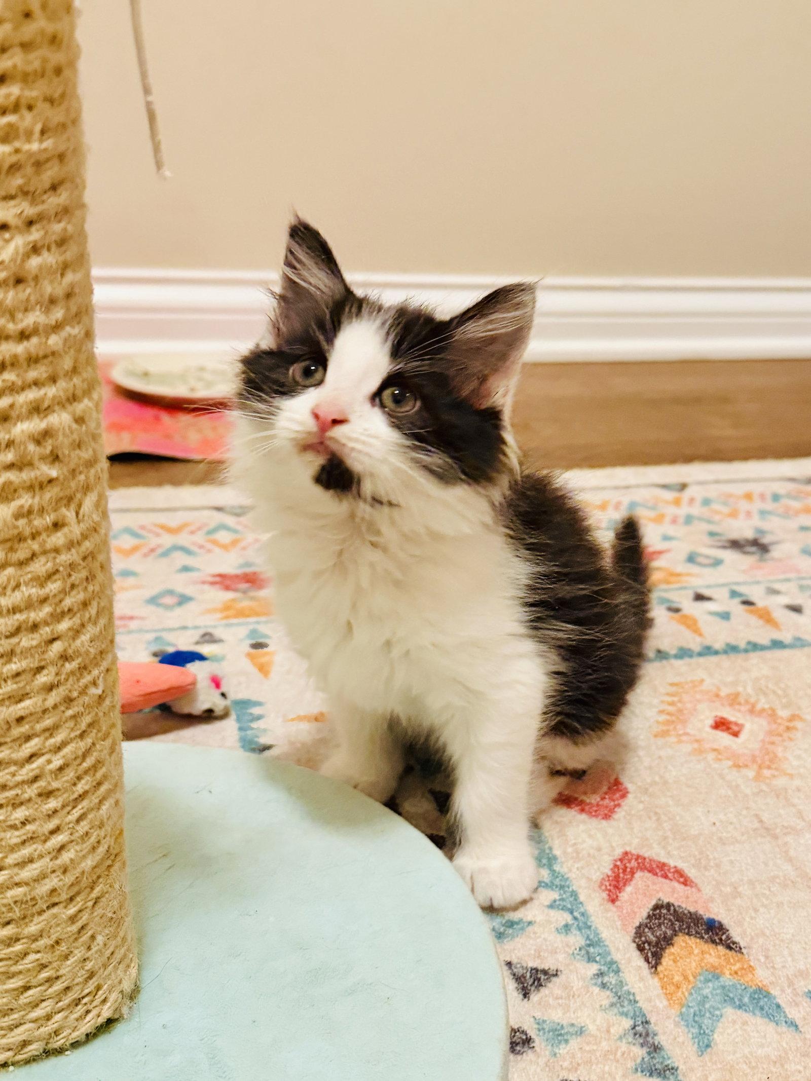 Enlarge Tinky Winky, a Adopted Domestic Long Hair in Georgetown, KY image 2/3