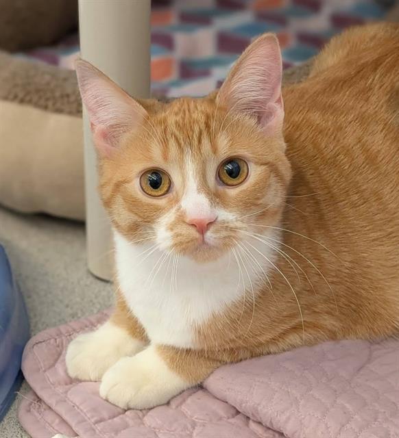 SUNNY, Adoptable, Young Female Domestic Short Hair.