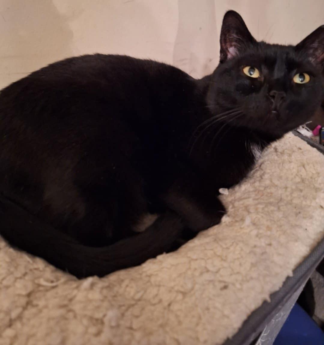 Morenita (SA), a Adoptable Domestic Short Hair image 4/5