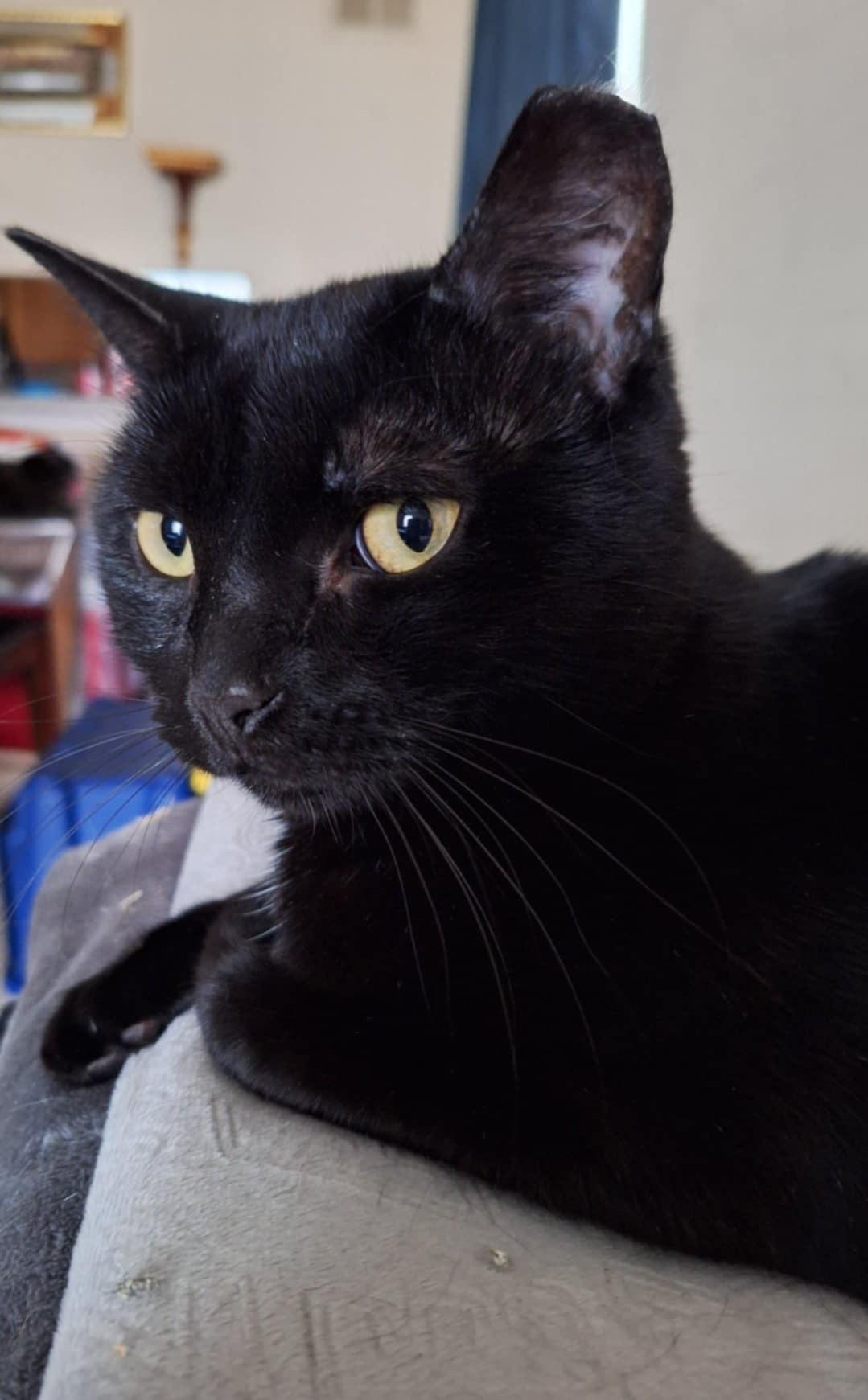 Morenita (SA), a Adoptable Domestic Short Hair image 3/5