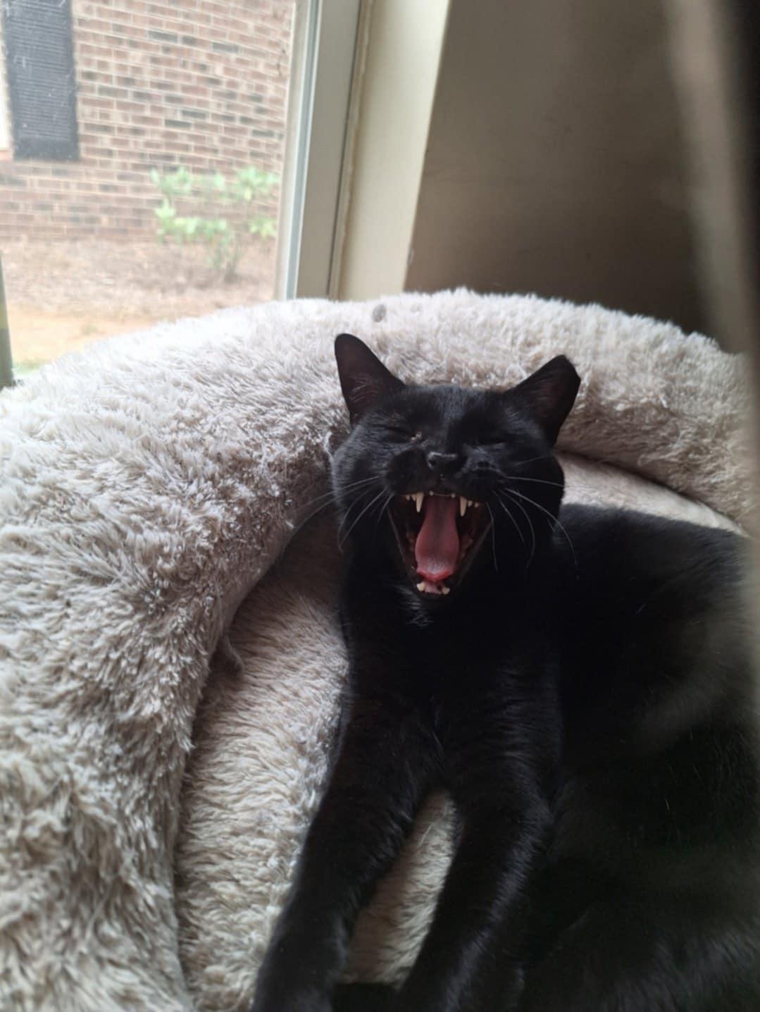 Morenita (SA), a Adoptable Domestic Short Hair image 5/5