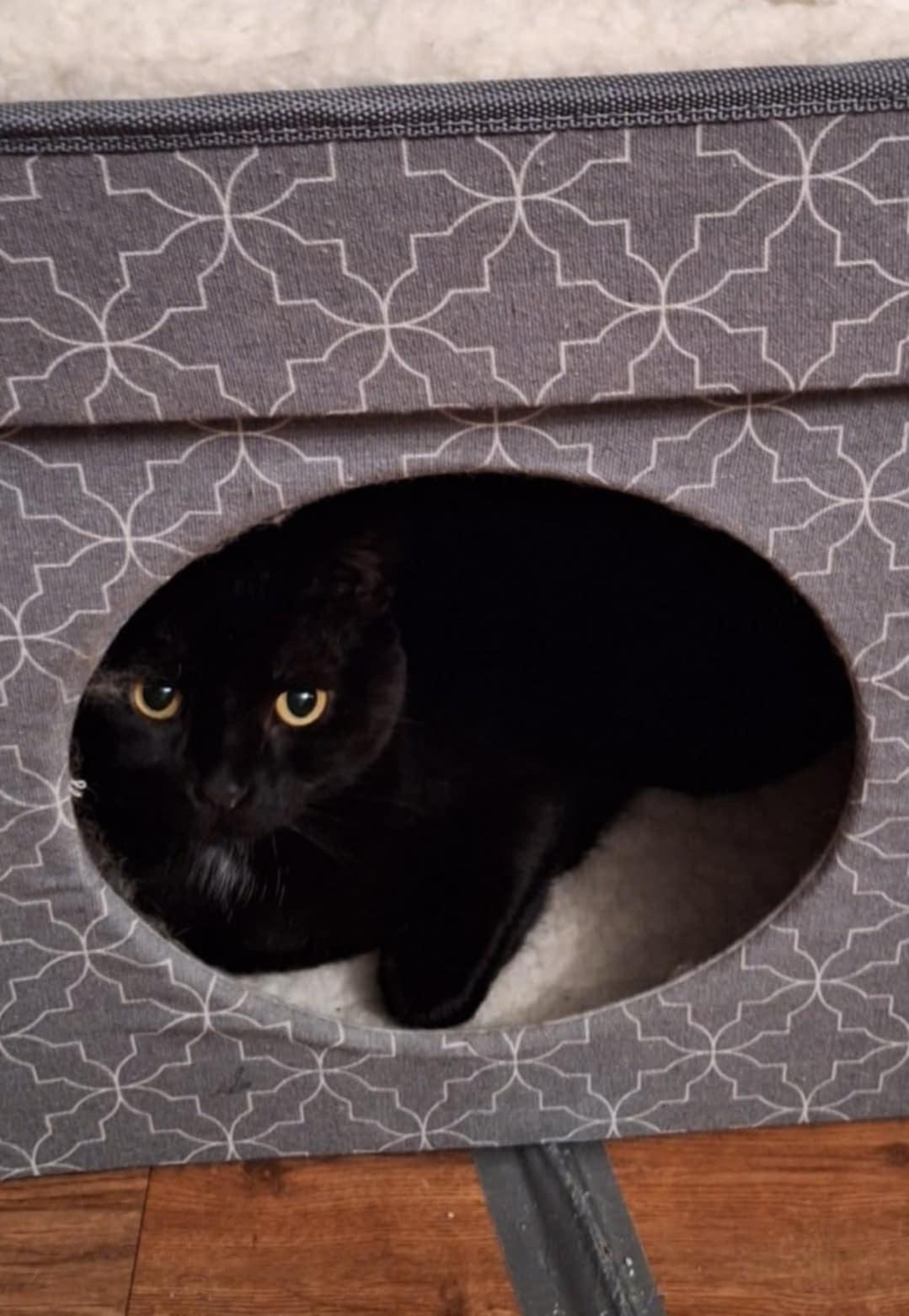 Morenita (SA), a Adoptable Domestic Short Hair image 2/5