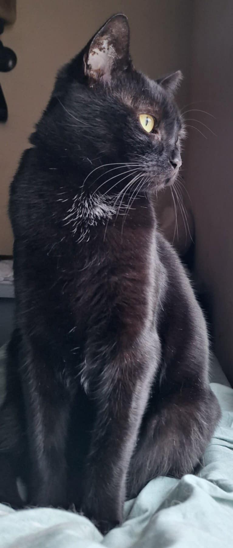 Morenita (SA), a Adoptable Domestic Short Hair image 1/5