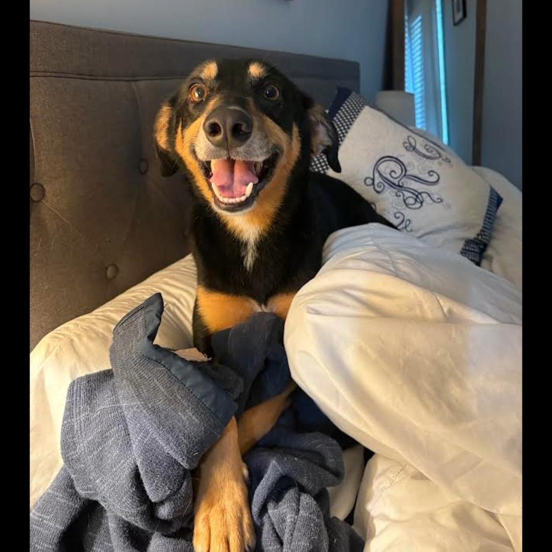 Enlarge Willie Nelson, a ADOPTABLE mixed breed in Midlothian, VA image 2/6