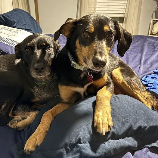 Enlarge Willie Nelson, a ADOPTABLE mixed breed in Midlothian, VA image 6/6