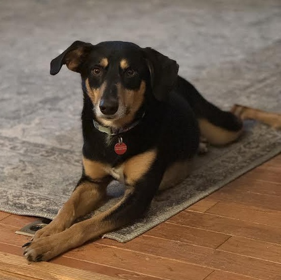 Willie Nelson, ADOPTABLE, Adult Male Beagle & Black and Tan Coonhound.