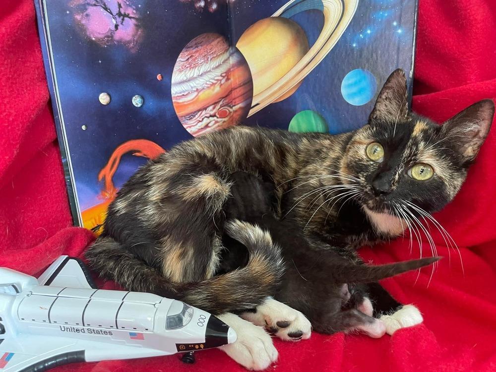 Orion, Adoptable, Adult Female Domestic Short Hair.