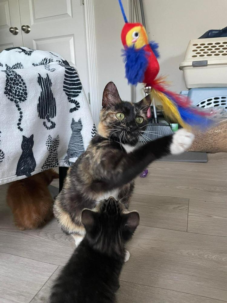 Enlarge Orion, a Adoptable Domestic Short Hair in Clarksville, TN image 2/5