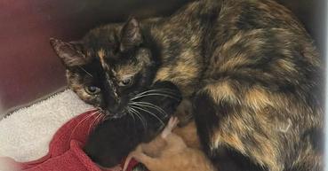 Enlarge Orion, a Adoptable Domestic Short Hair in Clarksville, TN image 5/5