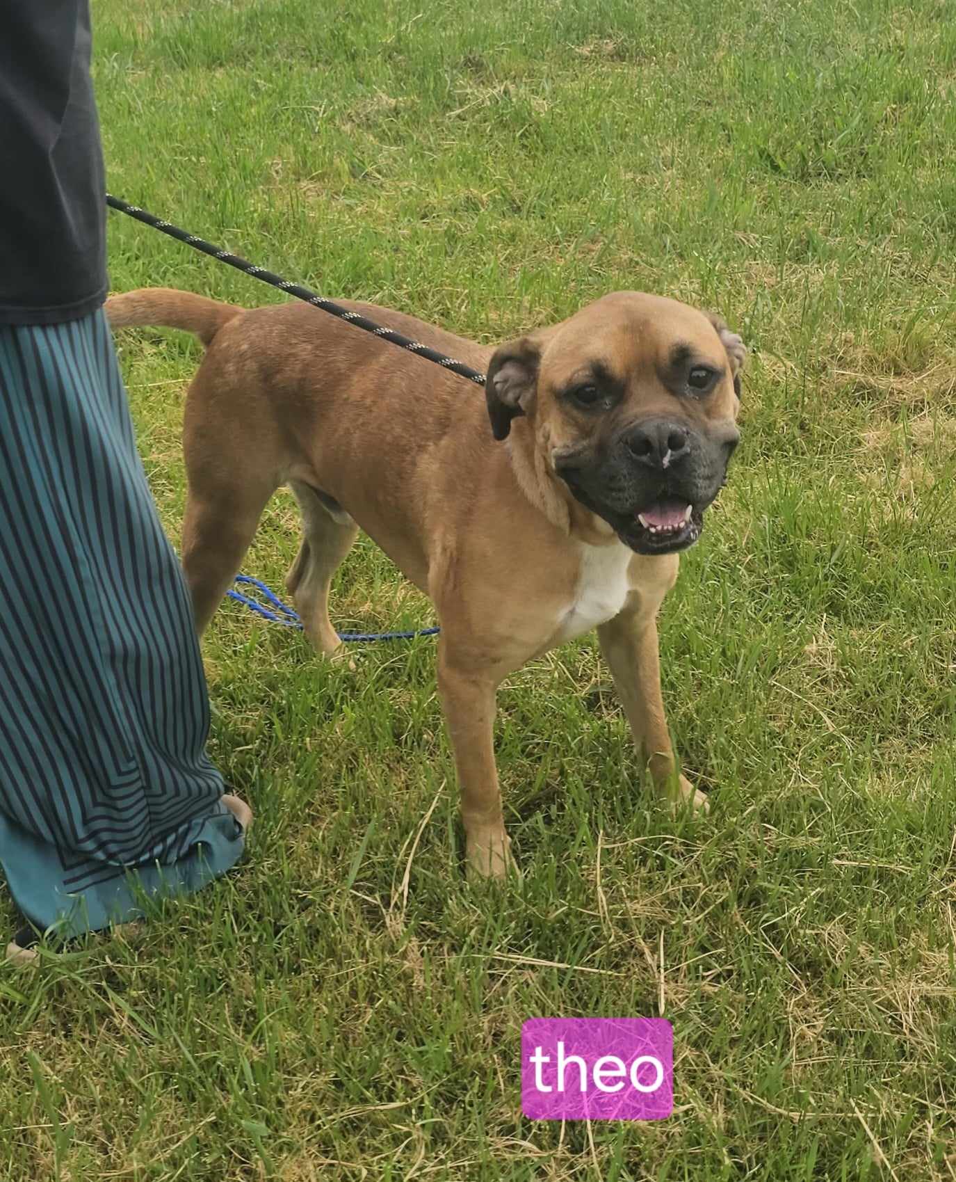 Theo, Adoptable, Young Male Boxer.