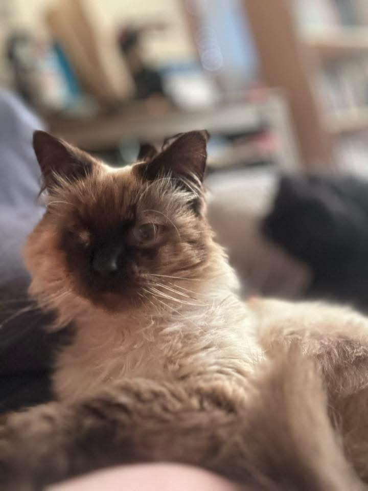 Enlarge Smokey, an adopted Ragdoll in Manhattan, KS image 3/3