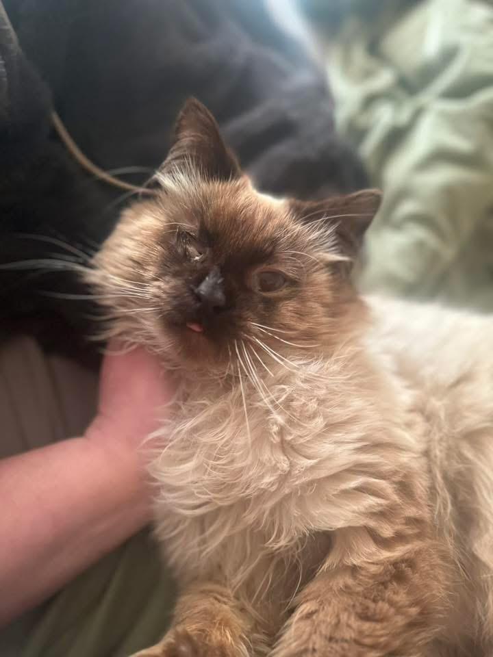 Enlarge Smokey, an adopted Ragdoll in Manhattan, KS image 2/3