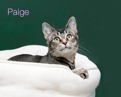 Enlarge Paige, a Adoptable mixed breed in Parma, OH image 1/2
