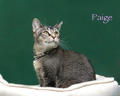 Enlarge Paige, a Adoptable mixed breed in Parma, OH image 2/2