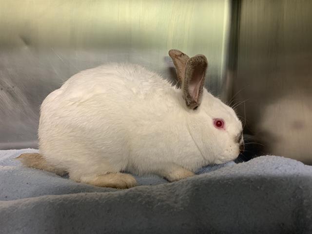 HOPTIMUS PRIME, a Adoptable Californian in Grand Prairie, TX image 1/2