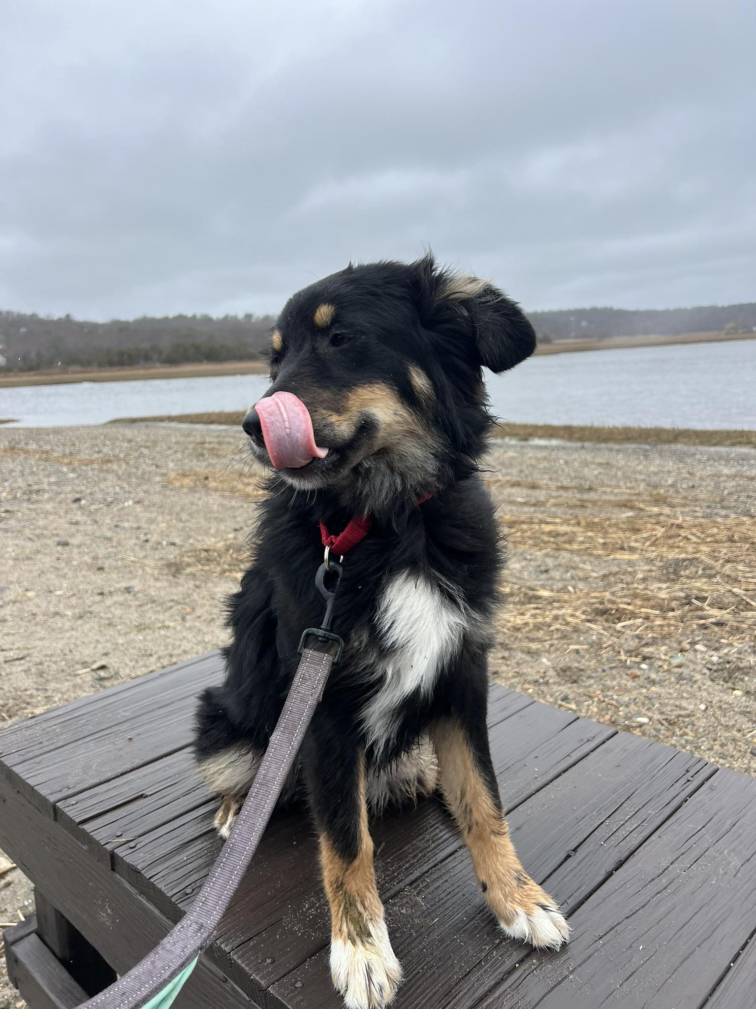 Enlarge Etta, a Adoptable mixed breed in Pembroke, MA image 4/6