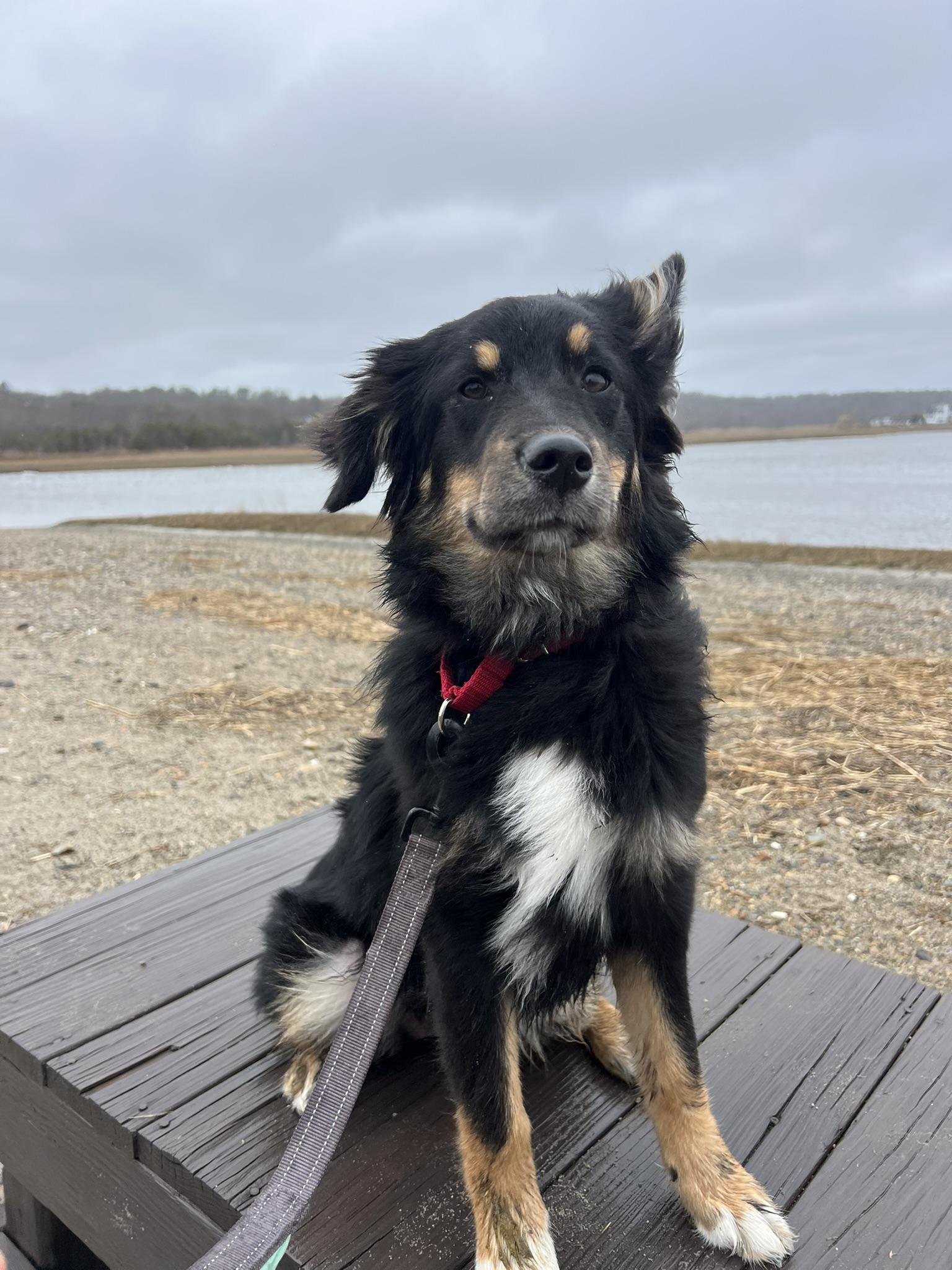 Enlarge Etta, a Adoptable mixed breed in Pembroke, MA image 5/6