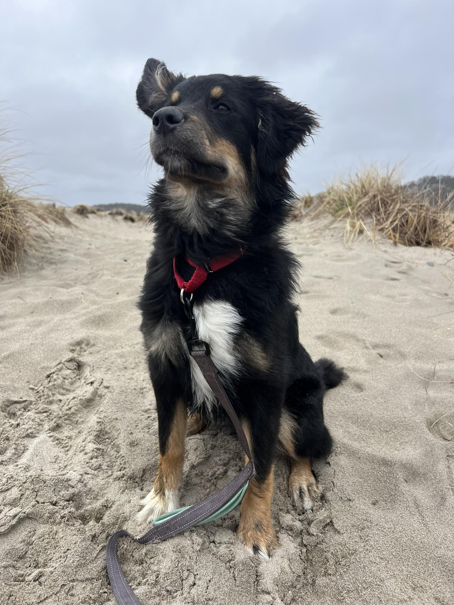 Enlarge Etta, a Adoptable mixed breed in Pembroke, MA image 6/6