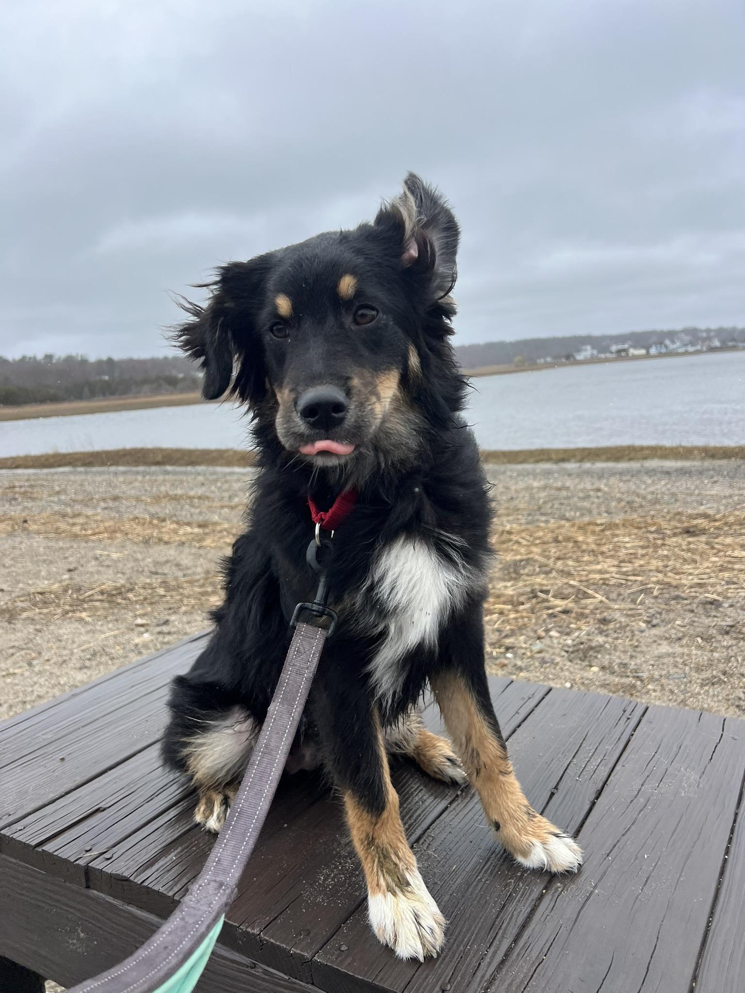 Enlarge Etta, a Adoptable mixed breed in Pembroke, MA image 3/6