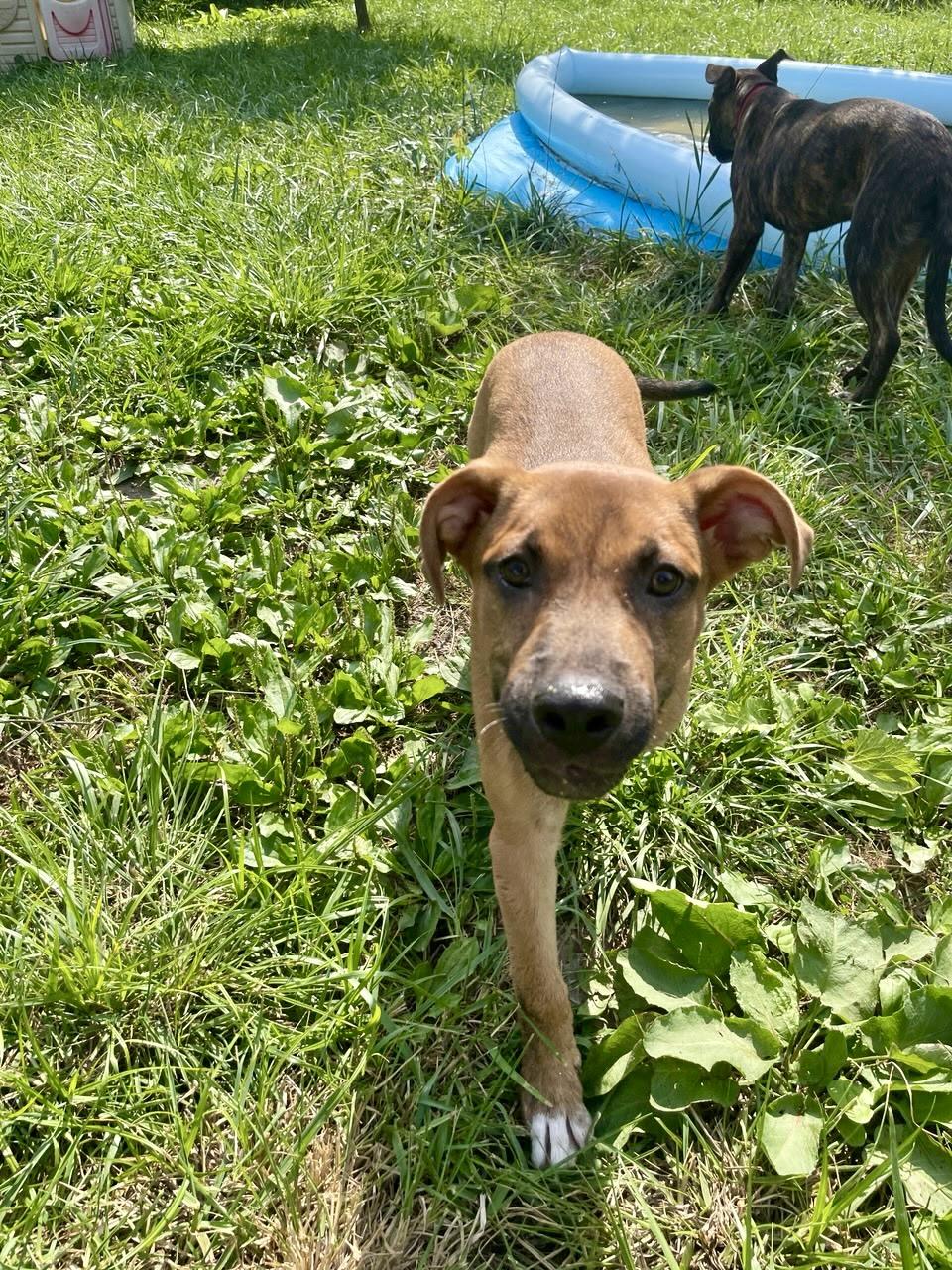 Scooby (SC)