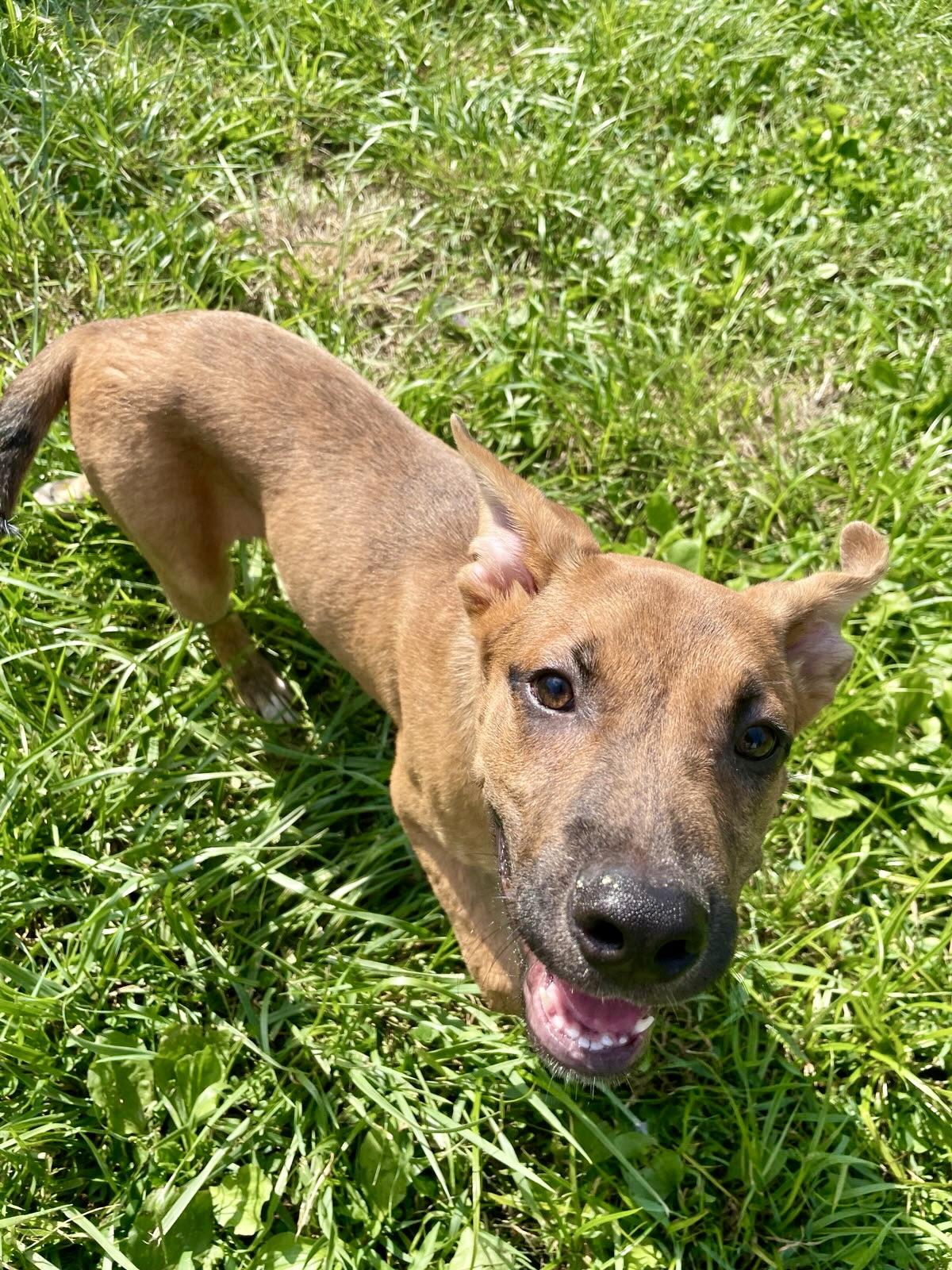 Scooby (SC)