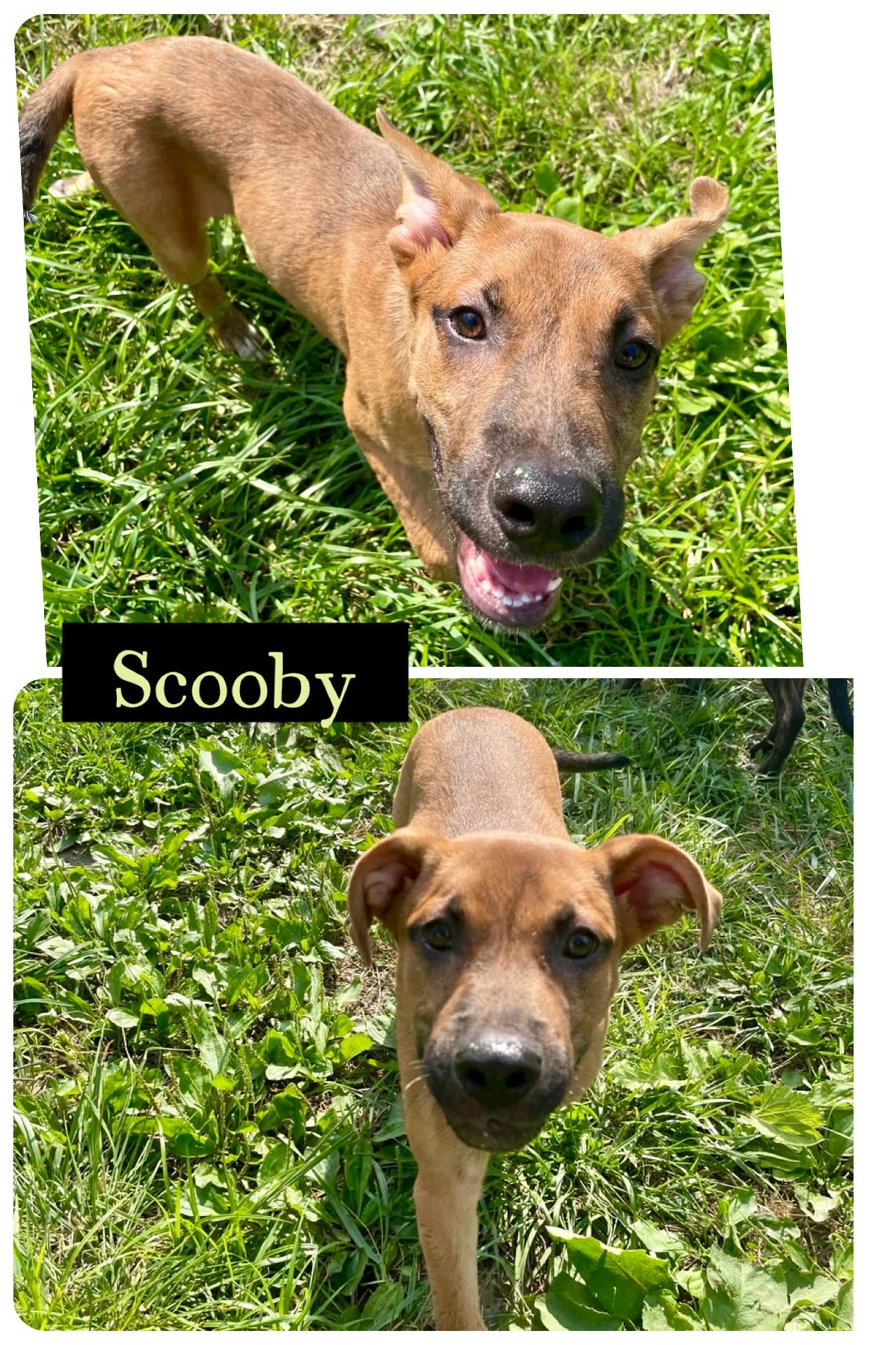 Scooby (SC)