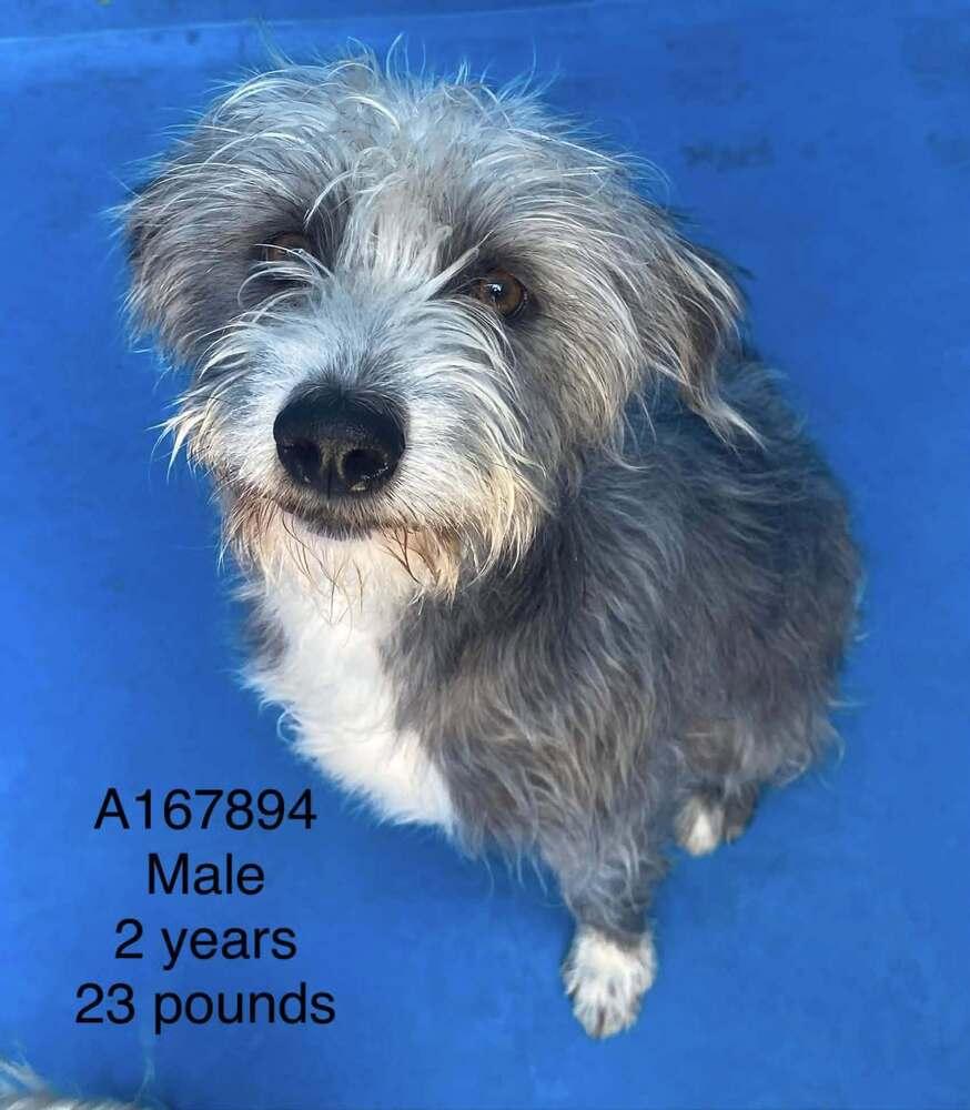 Alfredo, Adoptable, Adult Male Terrier & Mixed Breed.