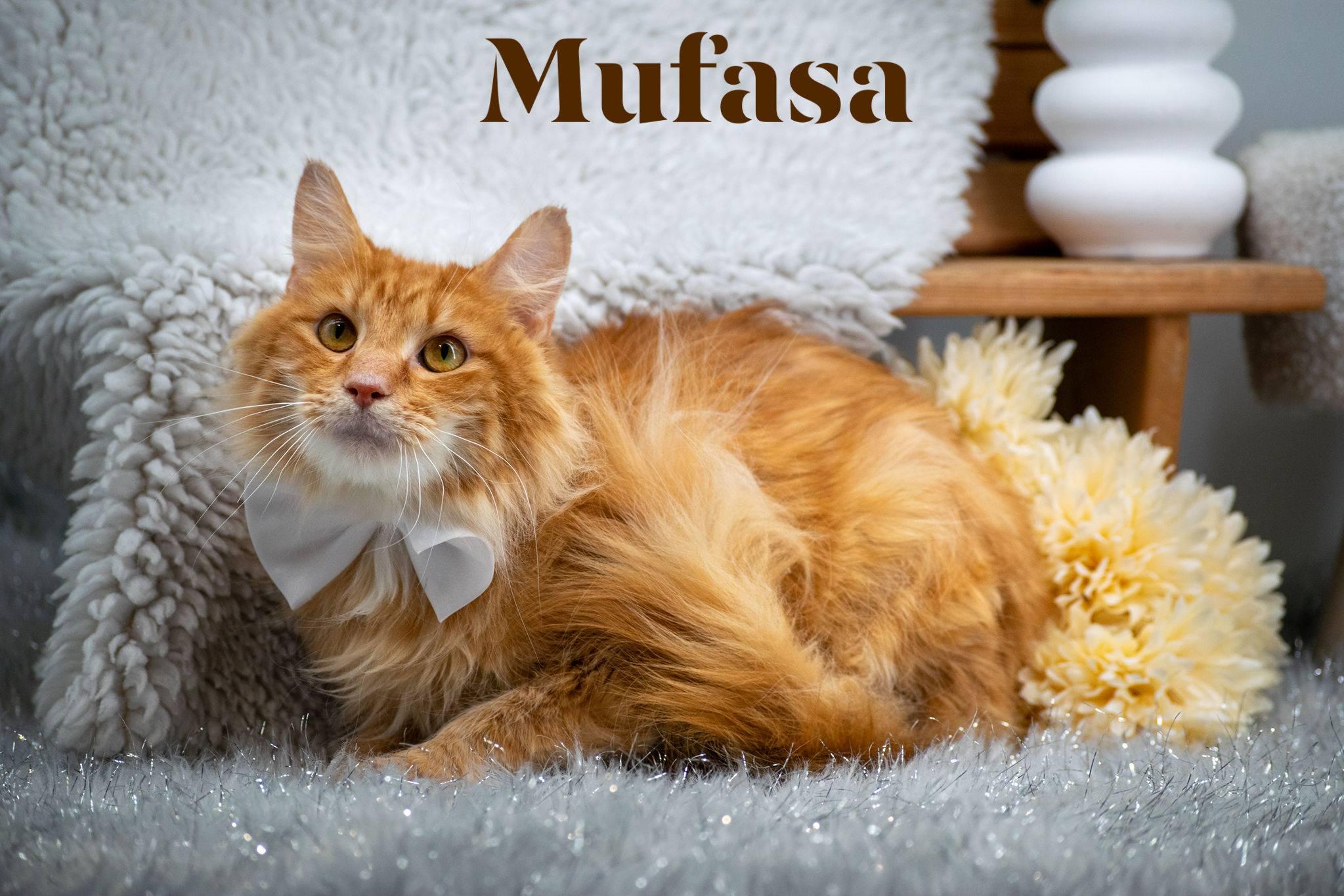 Mufasa, a ADOPTABLE Domestic Long Hair in Sevierville, TN image 1/3