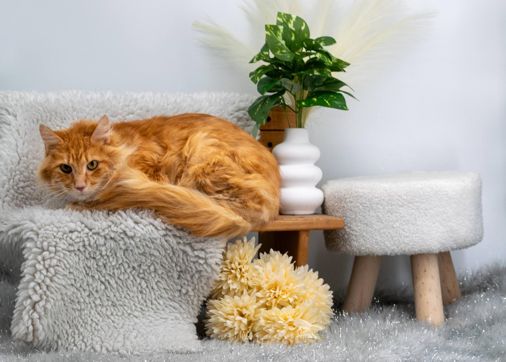 Mufasa, a ADOPTABLE Domestic Long Hair in Sevierville, TN image 2/3