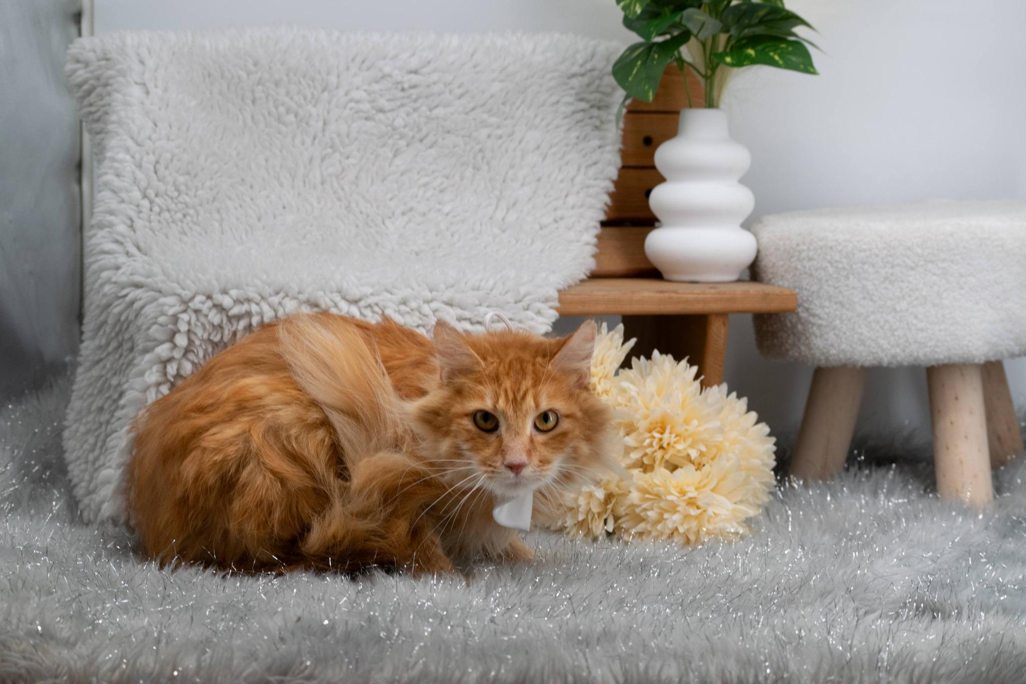 Mufasa, a ADOPTABLE Domestic Long Hair in Sevierville, TN image 3/3