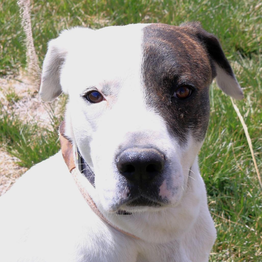 Buckeye, Adoptable, Adult Male Pit Bull Terrier & Mixed Breed.