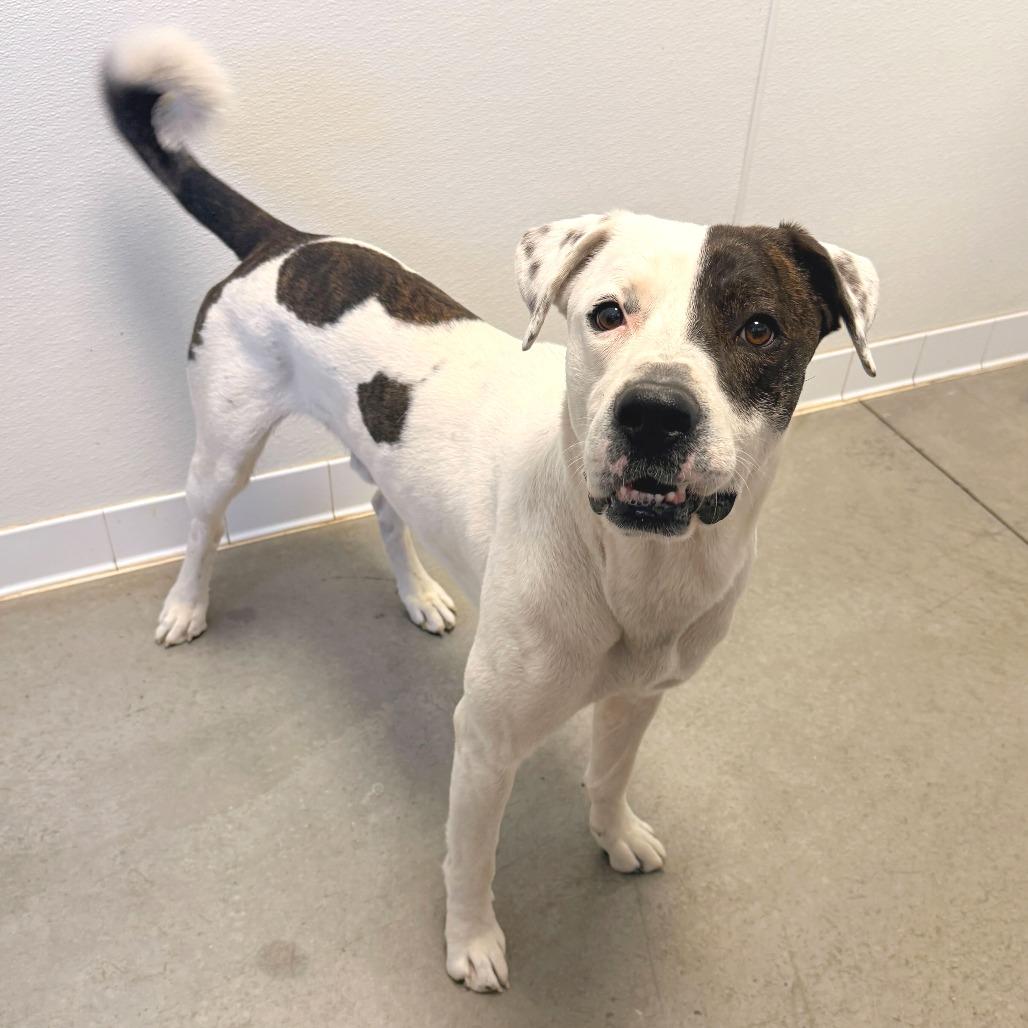 Buckeye, Adoptable, Adult Male Pit Bull Terrier & Mixed Breed.