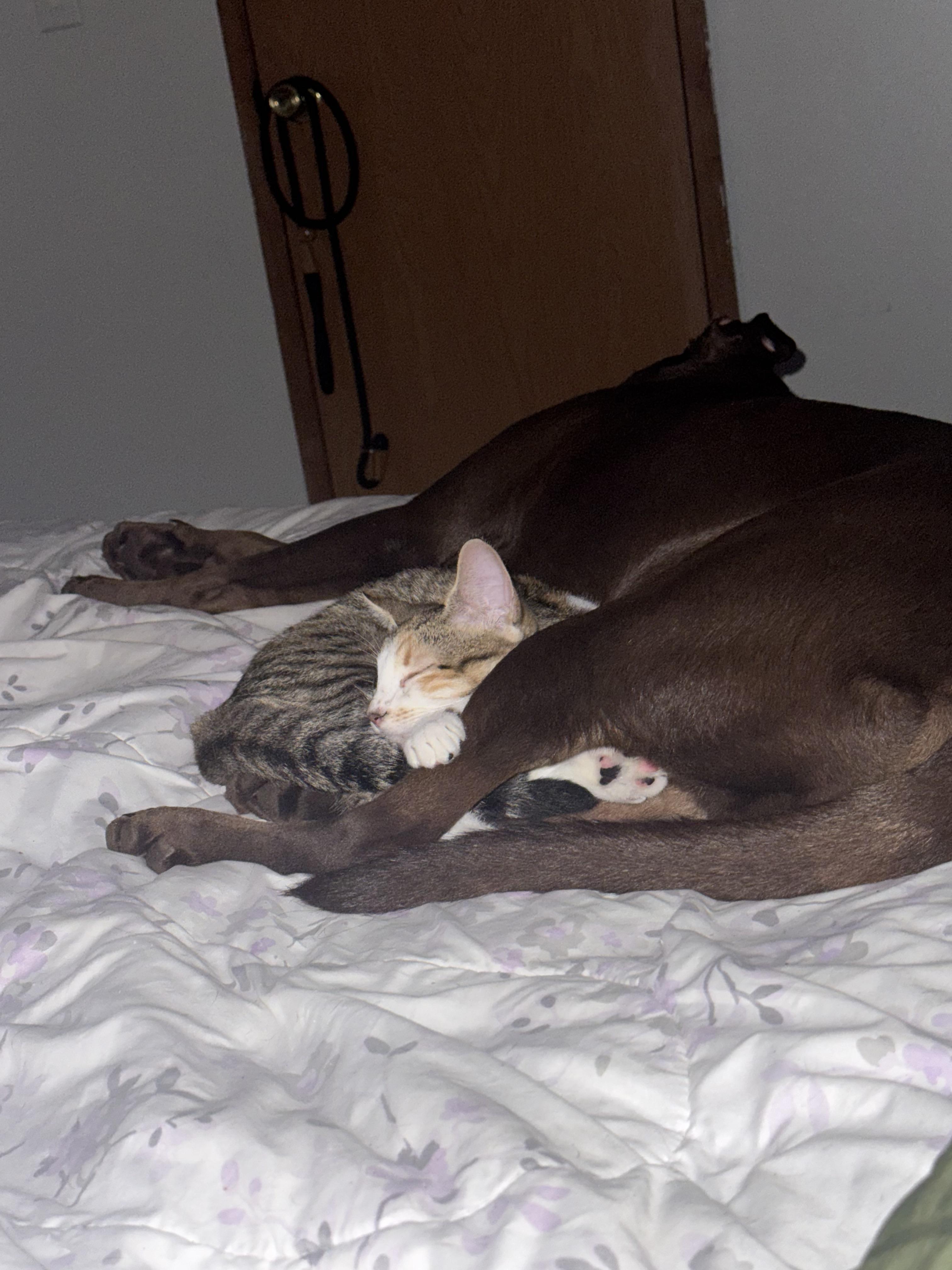 Amber, Adoptable, Young Female Domestic Short Hair.