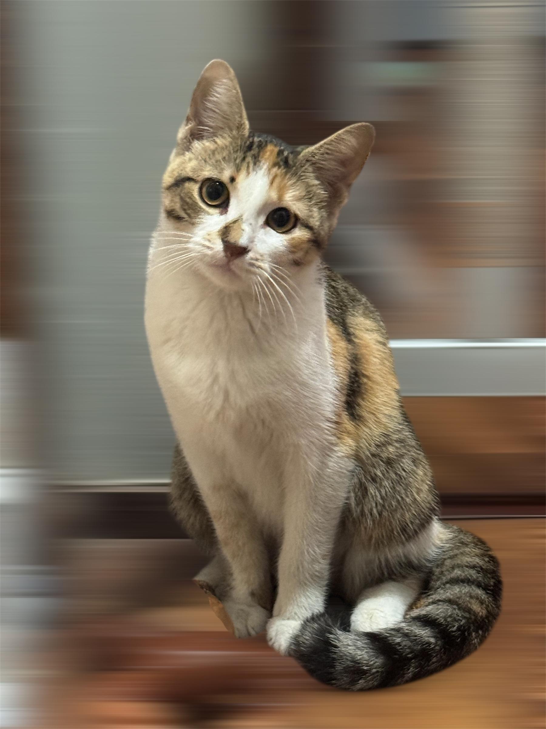 Enlarge Amber, a Adoptable Domestic Short Hair in Arlington, TX image 2/4