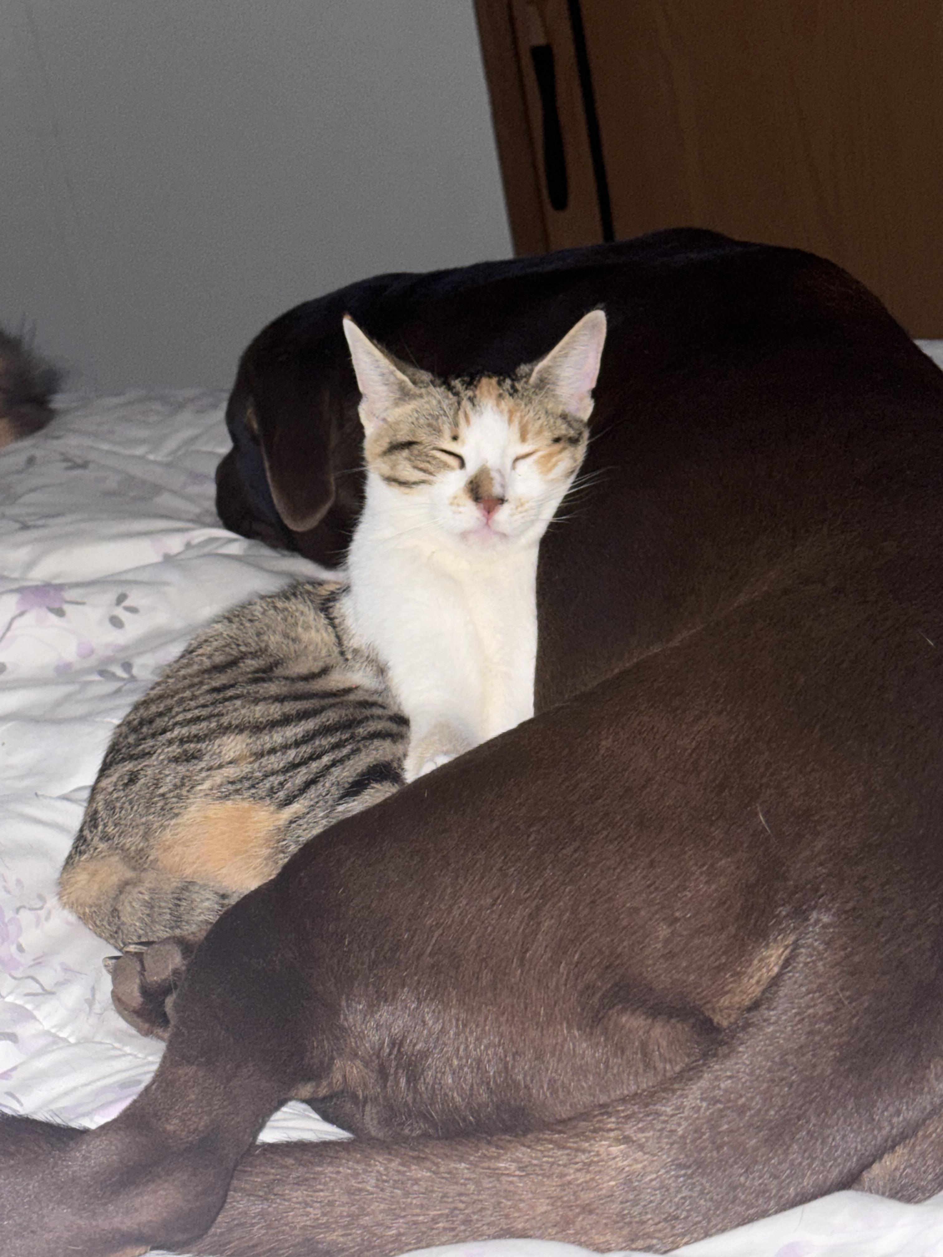 Enlarge Amber, a Adoptable Domestic Short Hair in Arlington, TX image 3/4