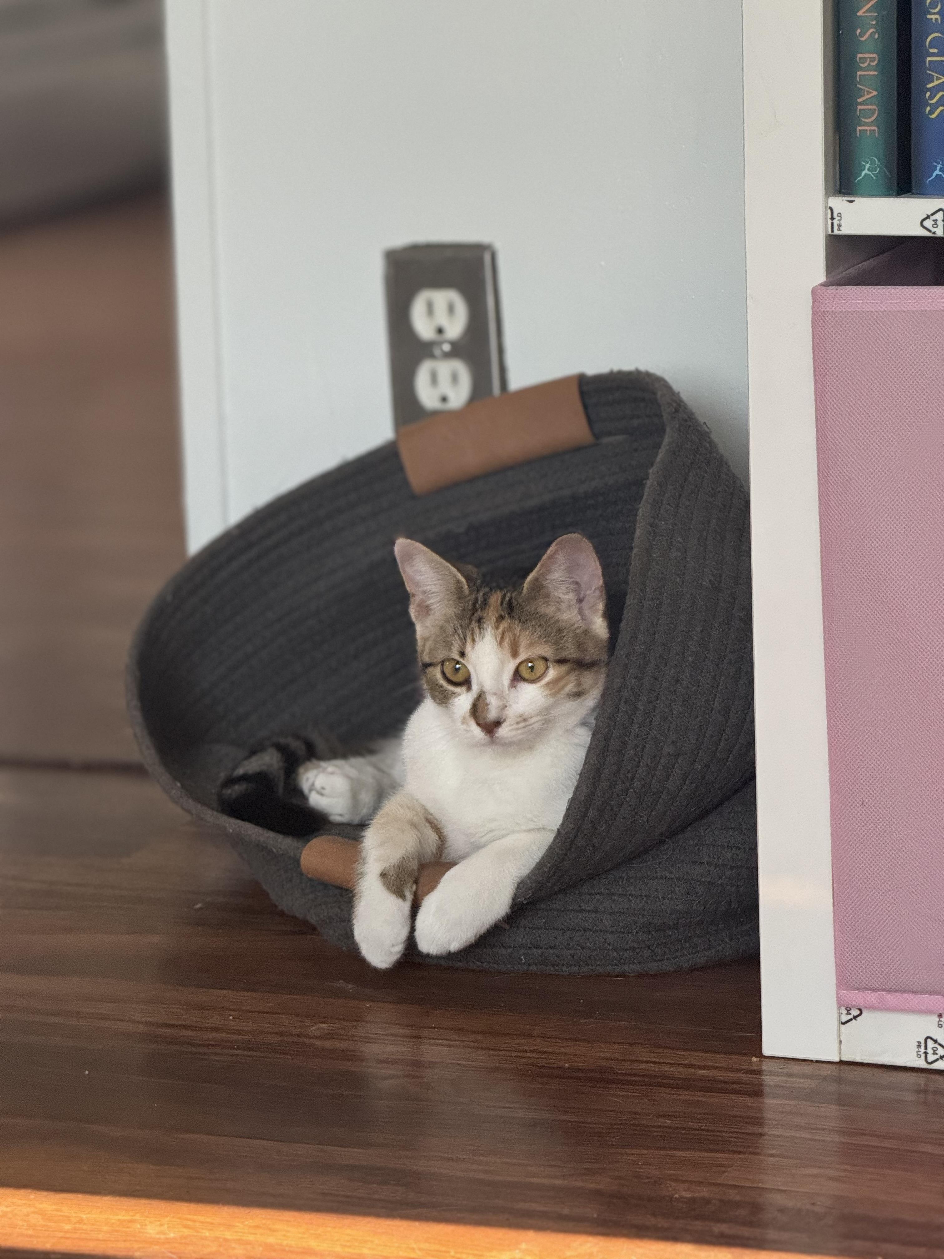 Enlarge Amber, a Adoptable Domestic Short Hair in Arlington, TX image 4/4