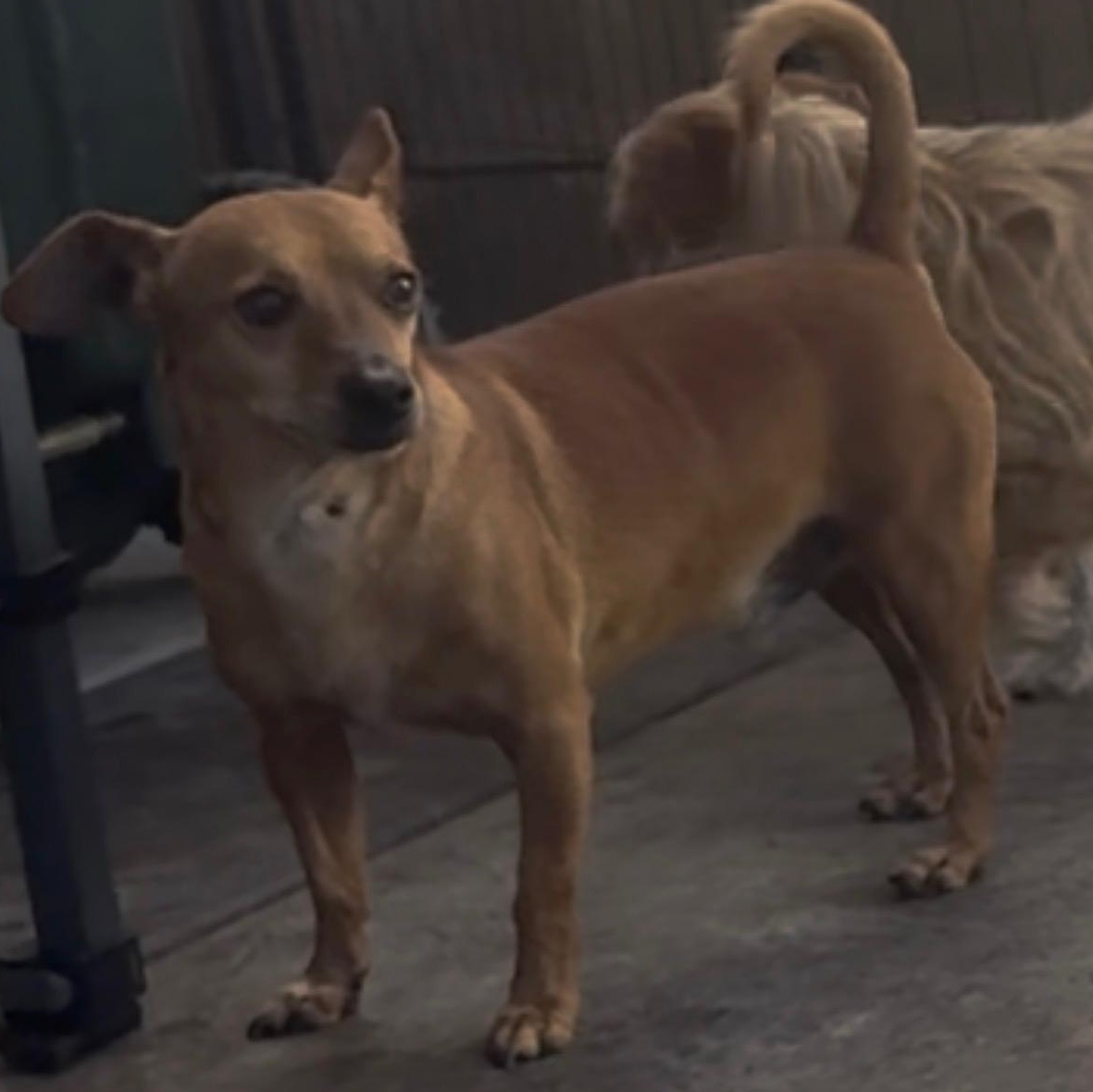 Mr. Love Bug Draco, a Adoptable mixed breed in Ridgefield, WA image 3/4