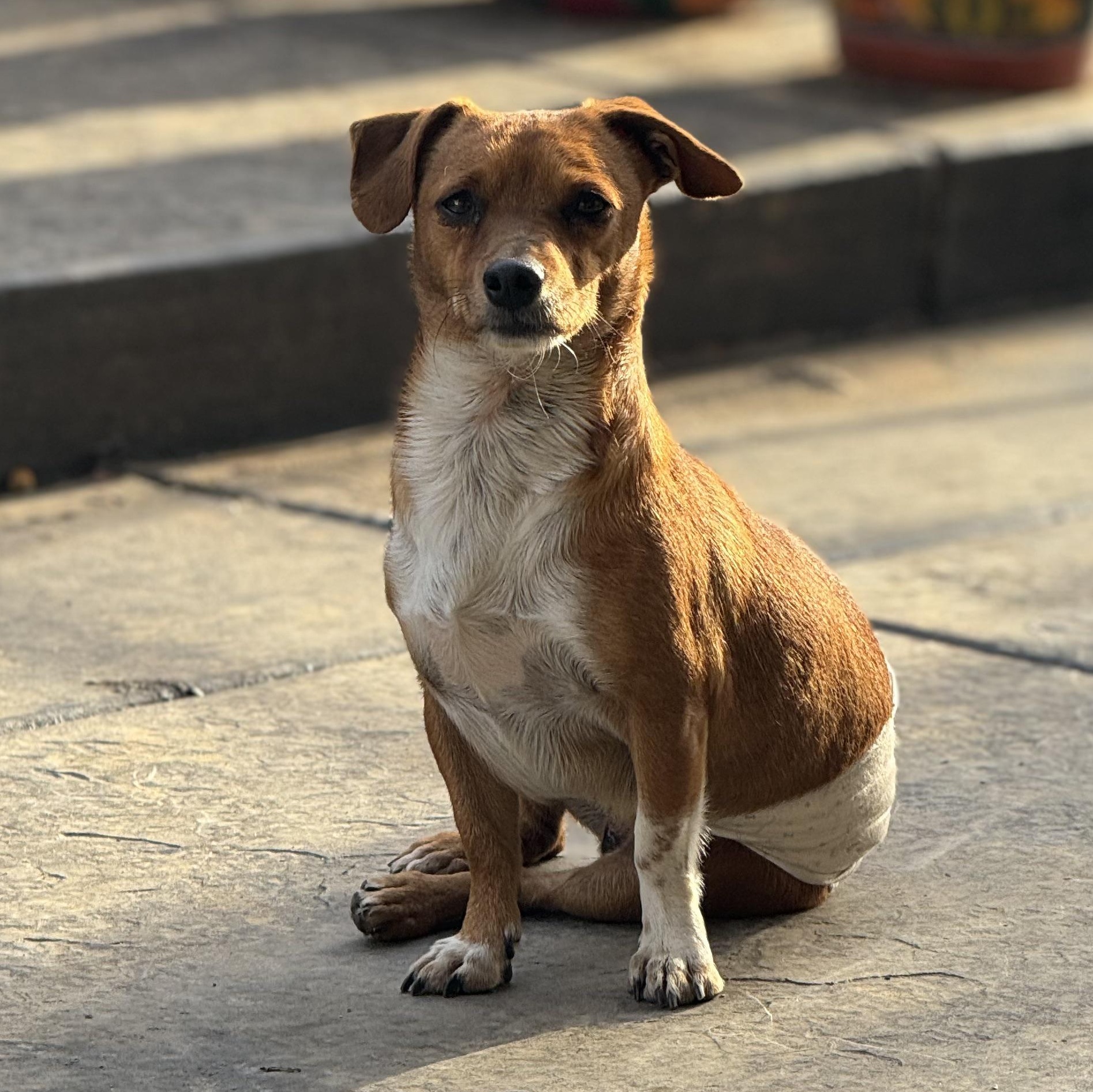 Mr. Love Bug Draco, a Adoptable mixed breed in Ridgefield, WA image 2/4