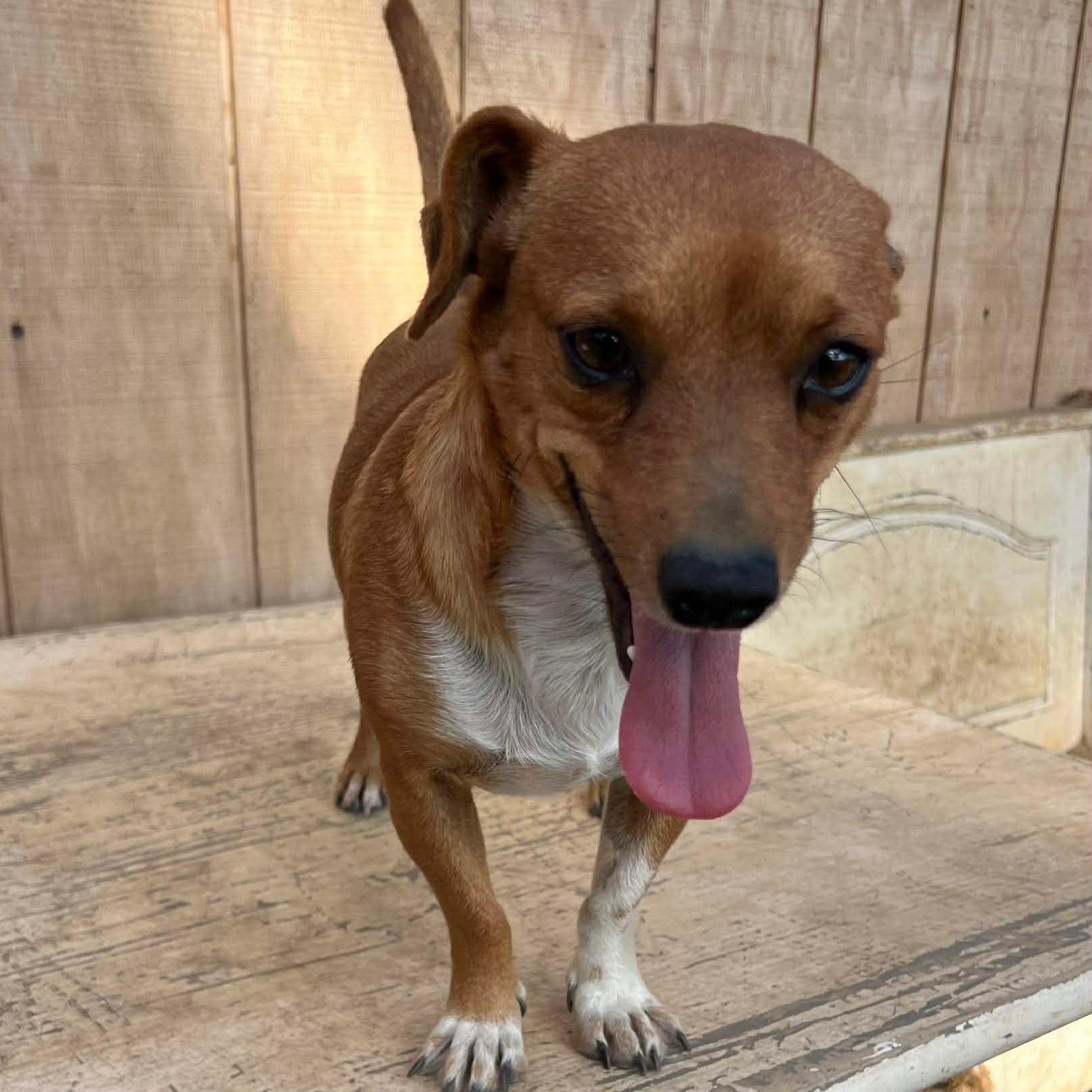 Mr. Love Bug Draco, a Adoptable mixed breed in Ridgefield, WA image 4/4