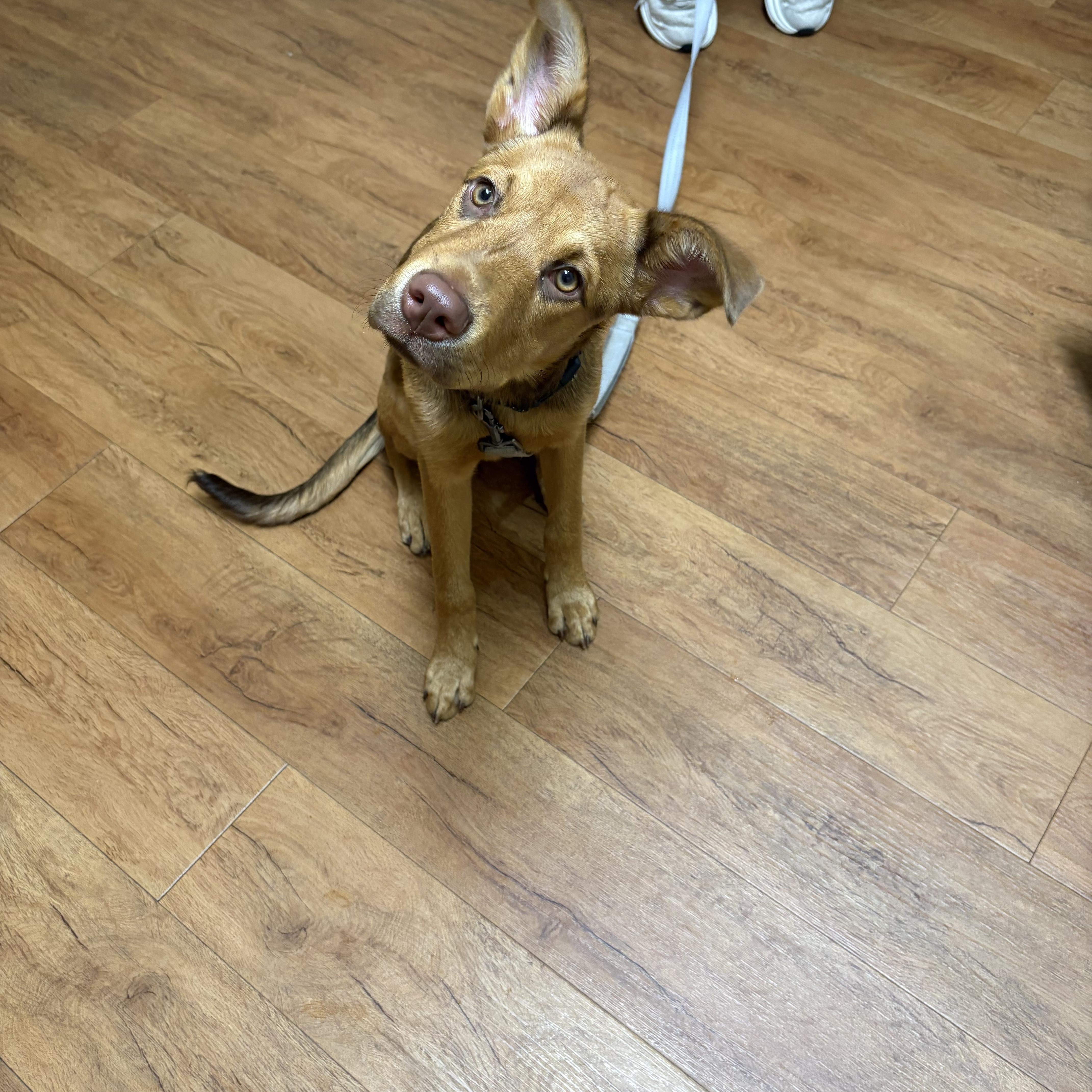 Enlarge Lexus, a Adopted mixed breed in Dallas, TX image 2/3