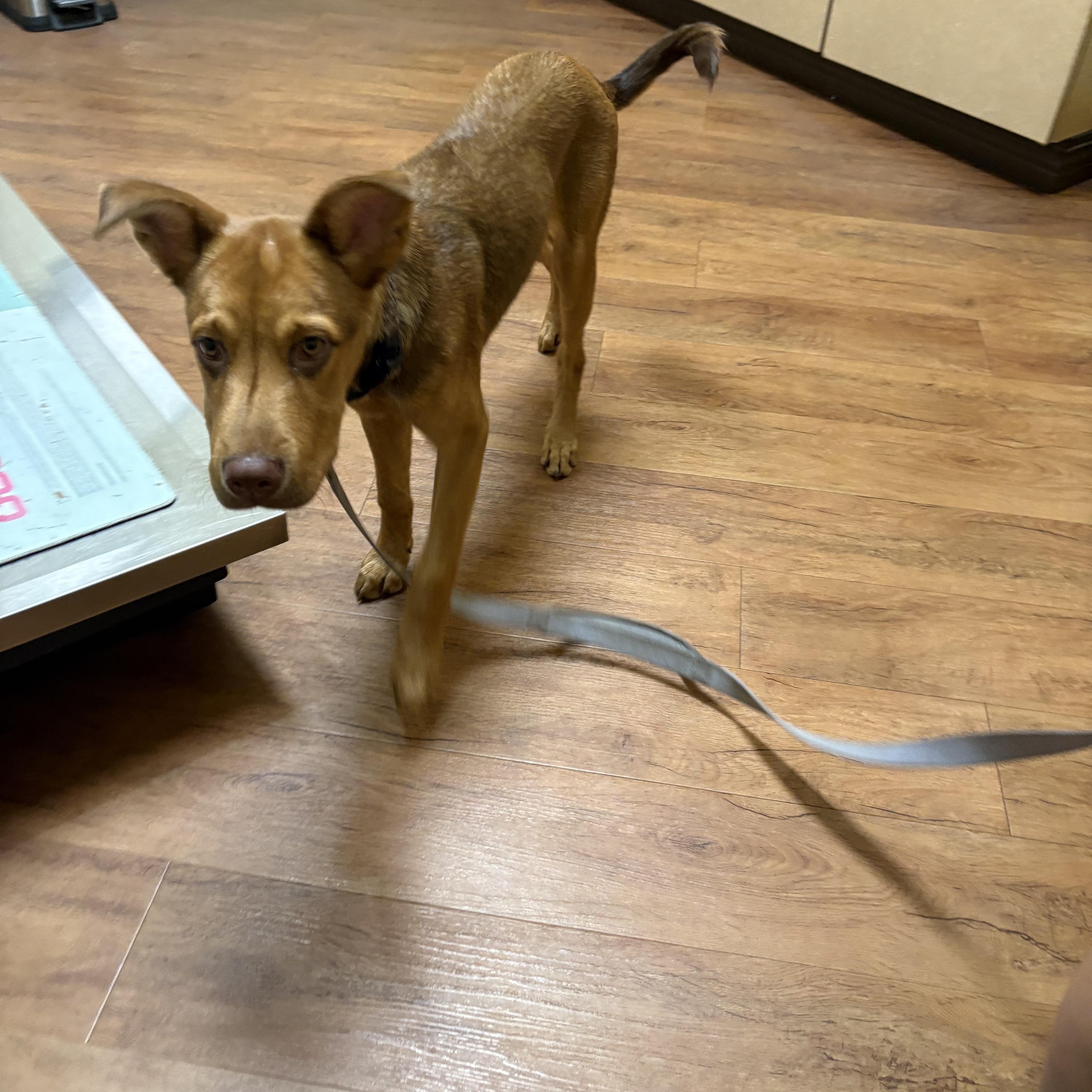Enlarge Lexus, a Adopted mixed breed in Dallas, TX image 3/3