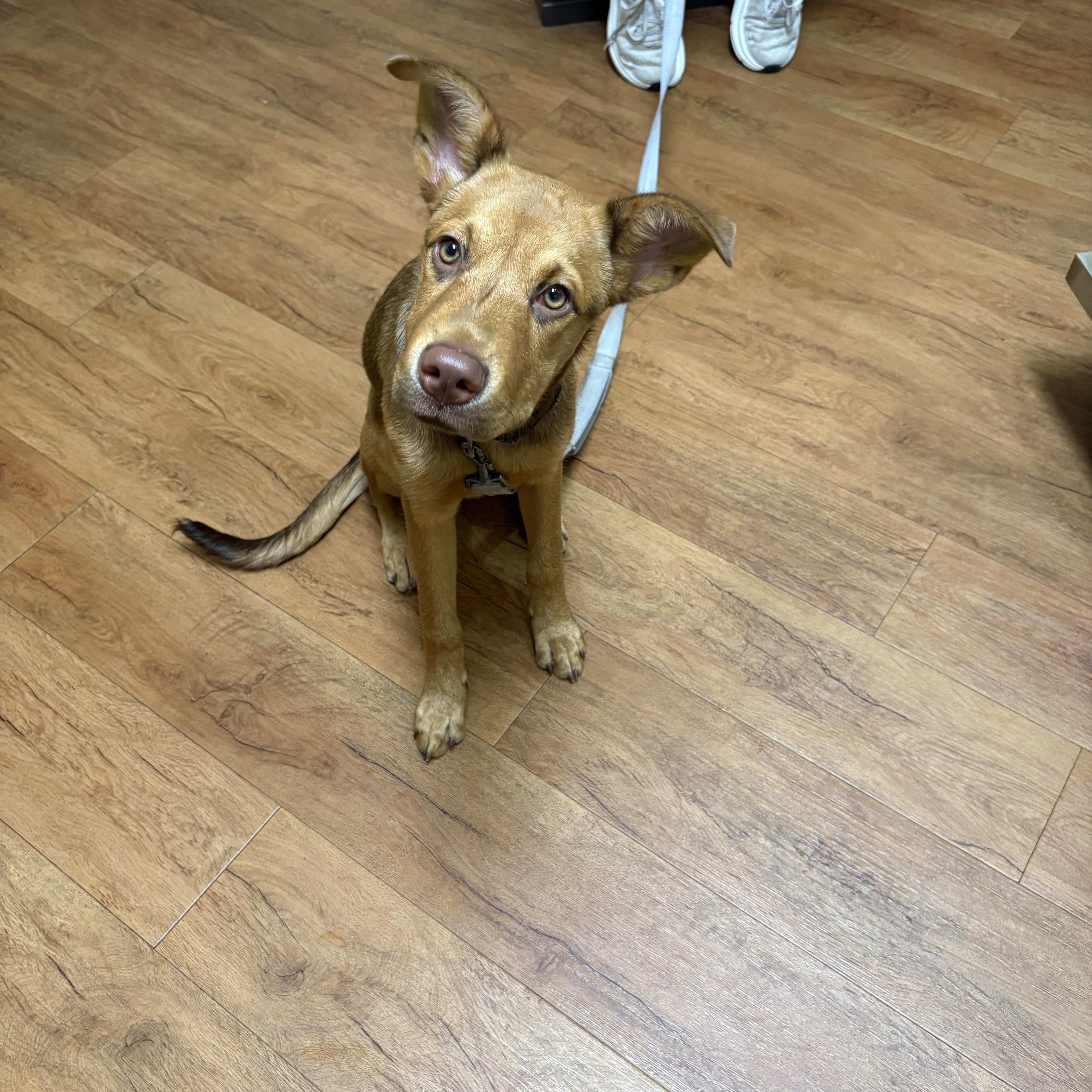 Lexus, Adopted, Young Female Australian Kelpie & Shar-Pei.