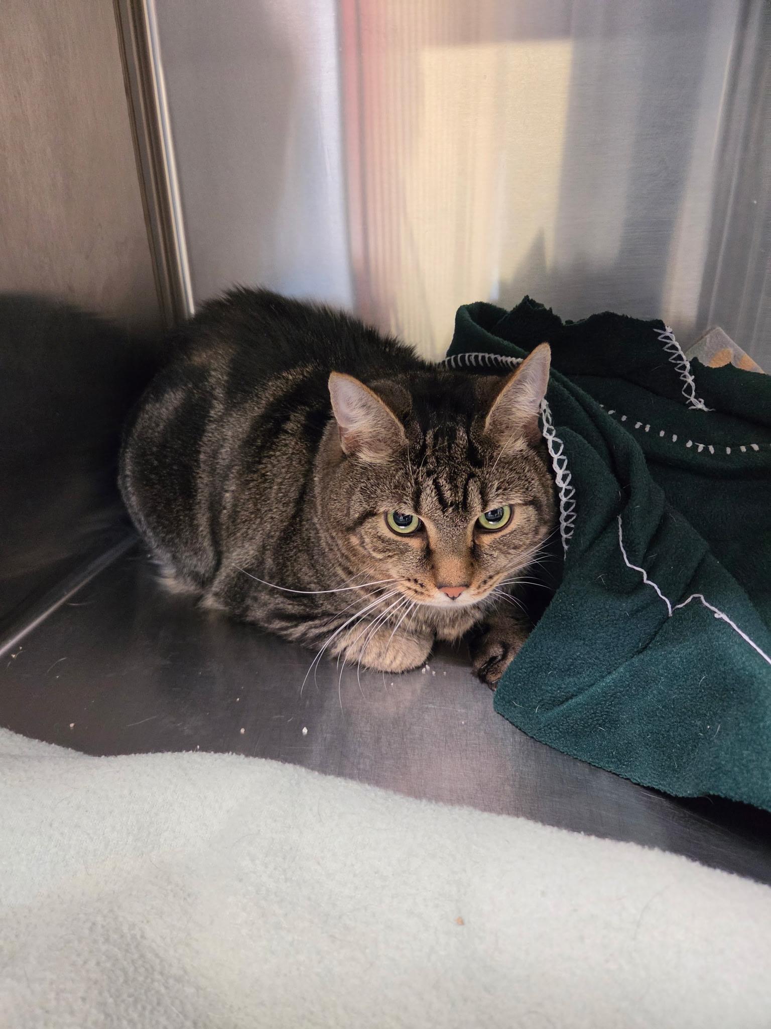 Enlarge Abe, a Adoptable Domestic Medium Hair in Fincastle, VA image 1/1